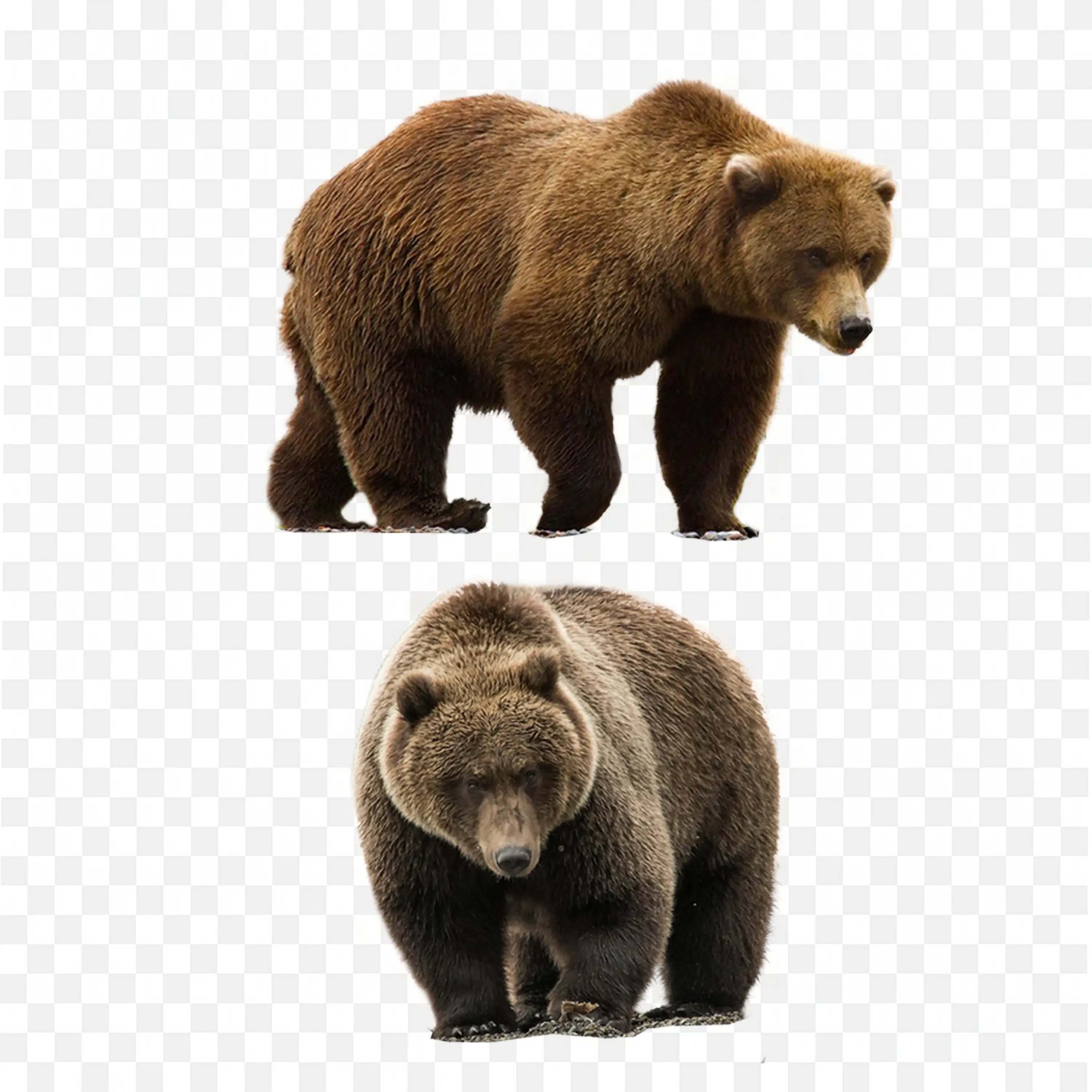 Mother Bear with Cub PNG Realistic Forest Animal Graphic