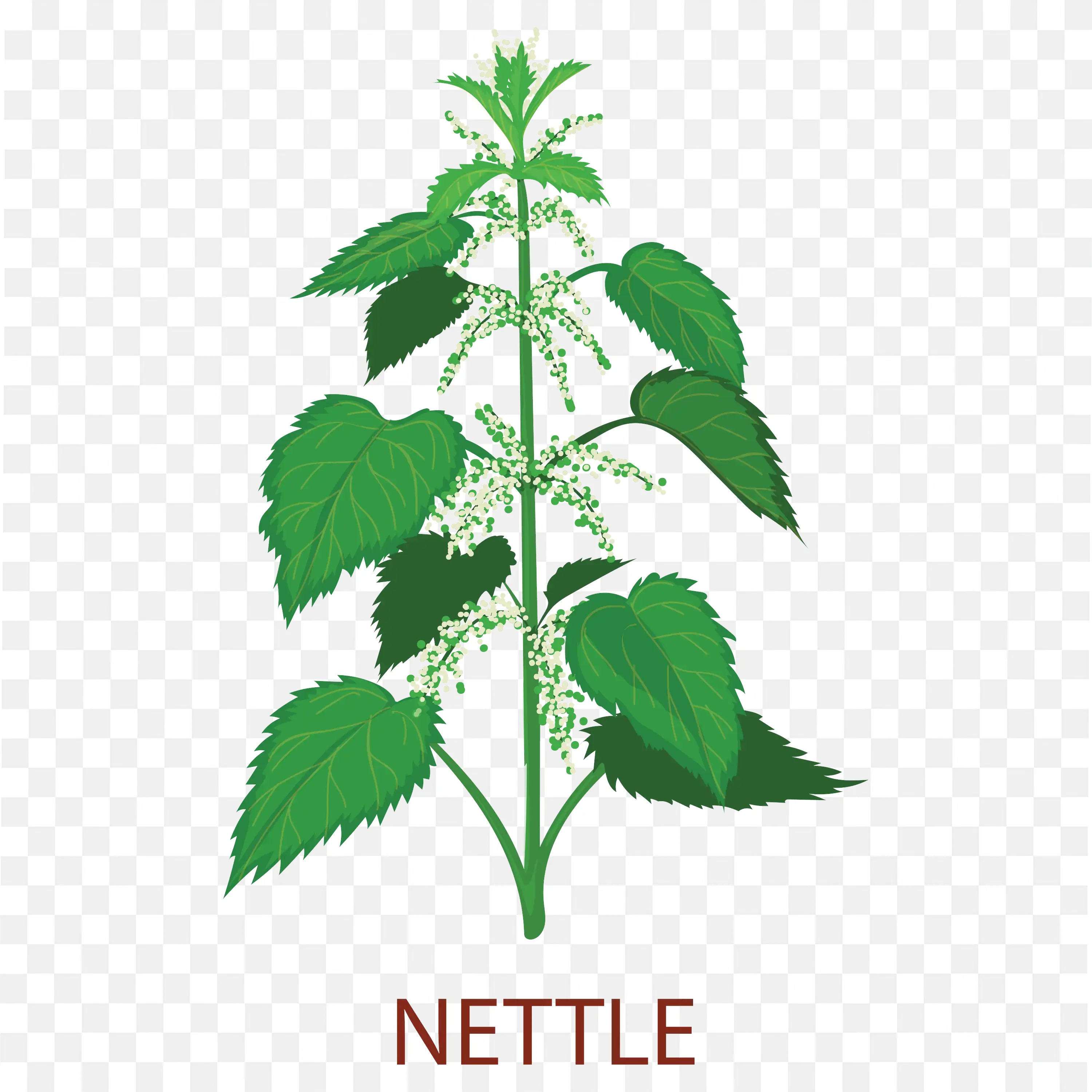 Nettle Plant Leaves PNG Botanical Illustration Image Download