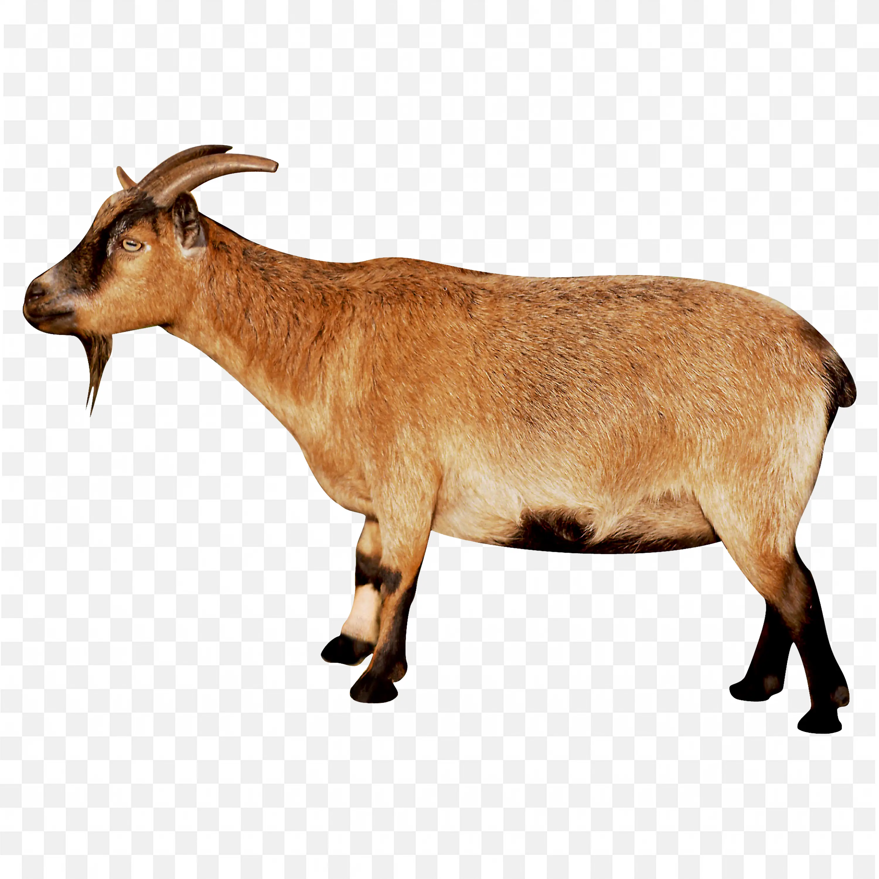 Nigerian Dwarf Goat PNG Bearded Male with Colorful Coat