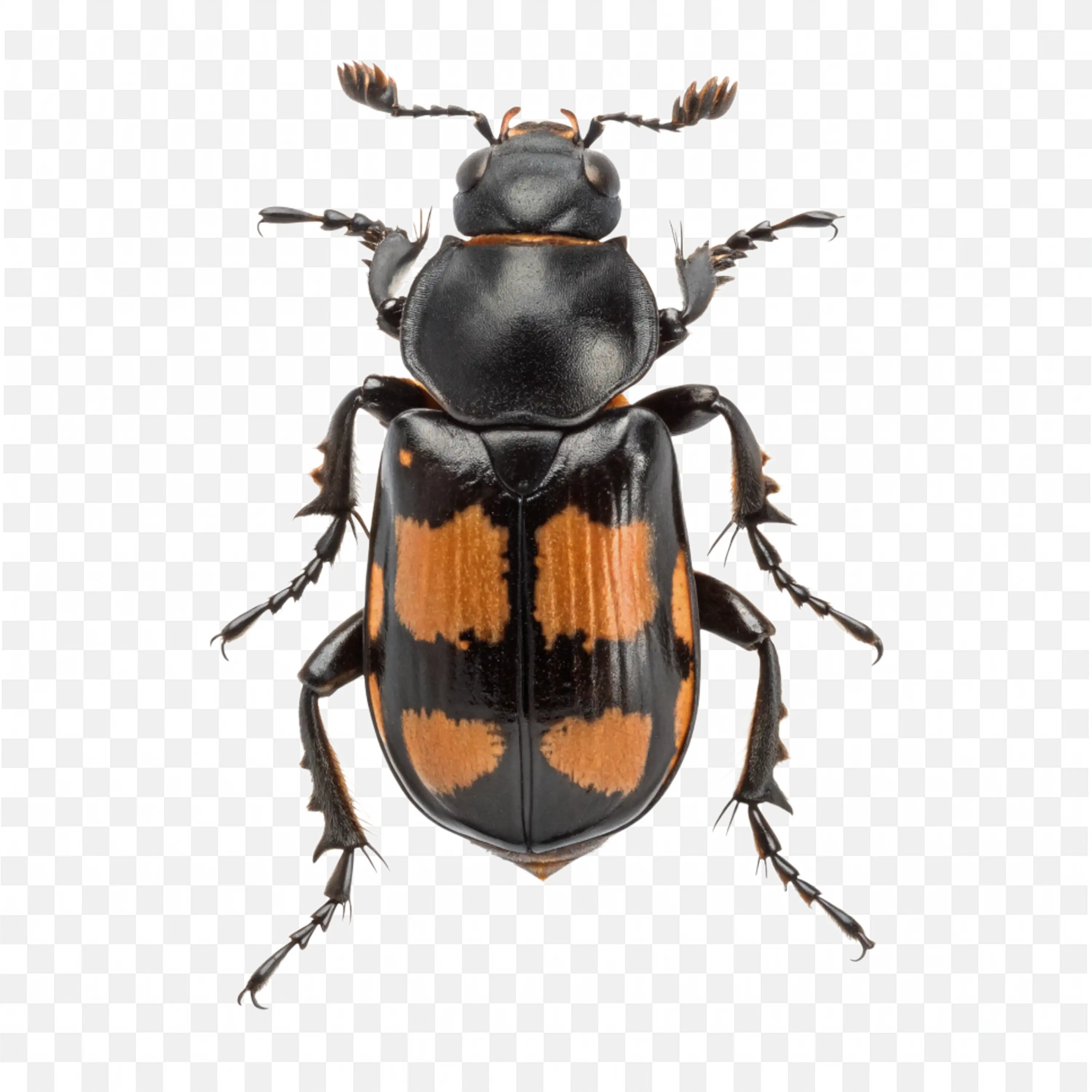 Orange and Black Beetle PNG Insect Image Free for Download