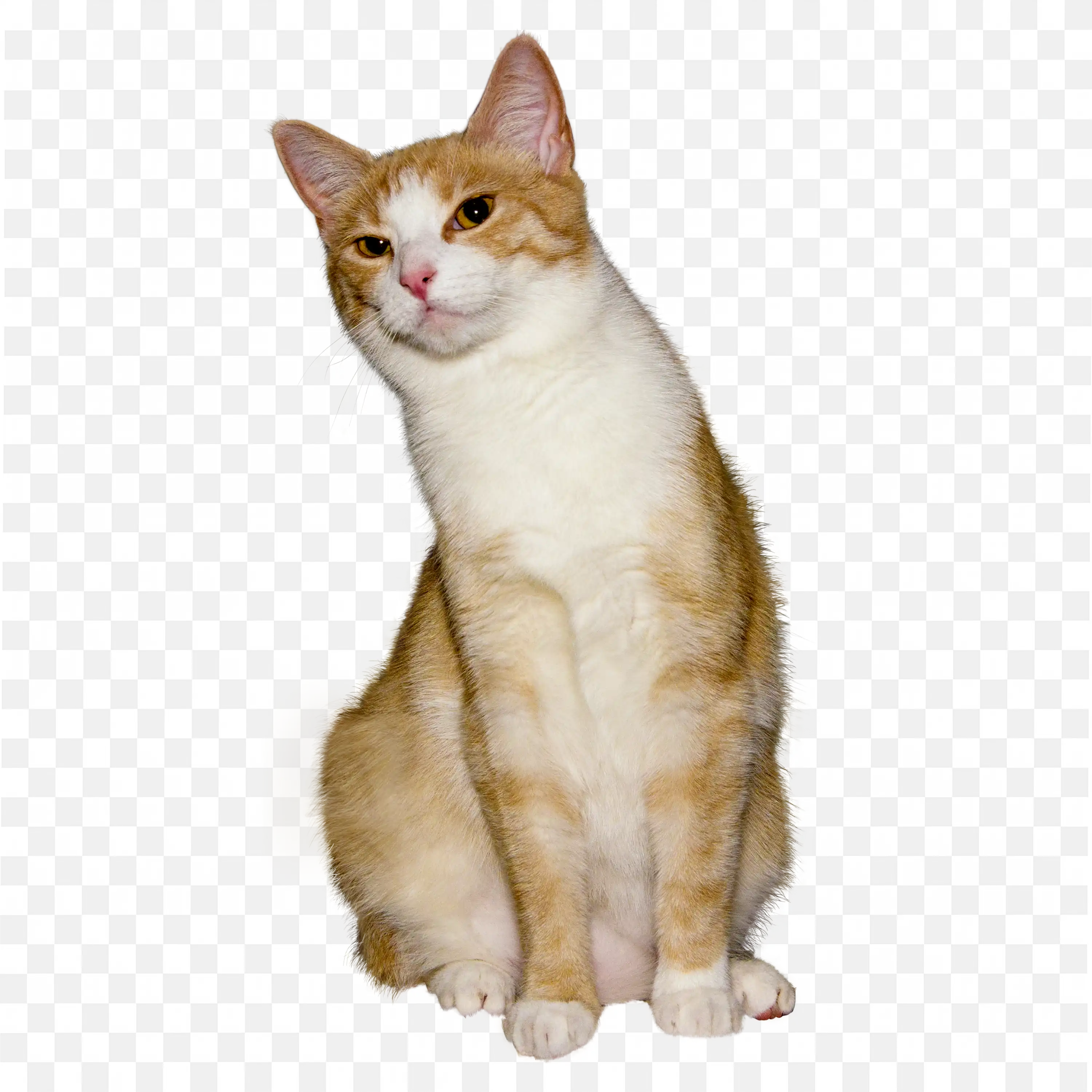 Orange Cat Sitting Curiously Cute Pet Transparent PNG