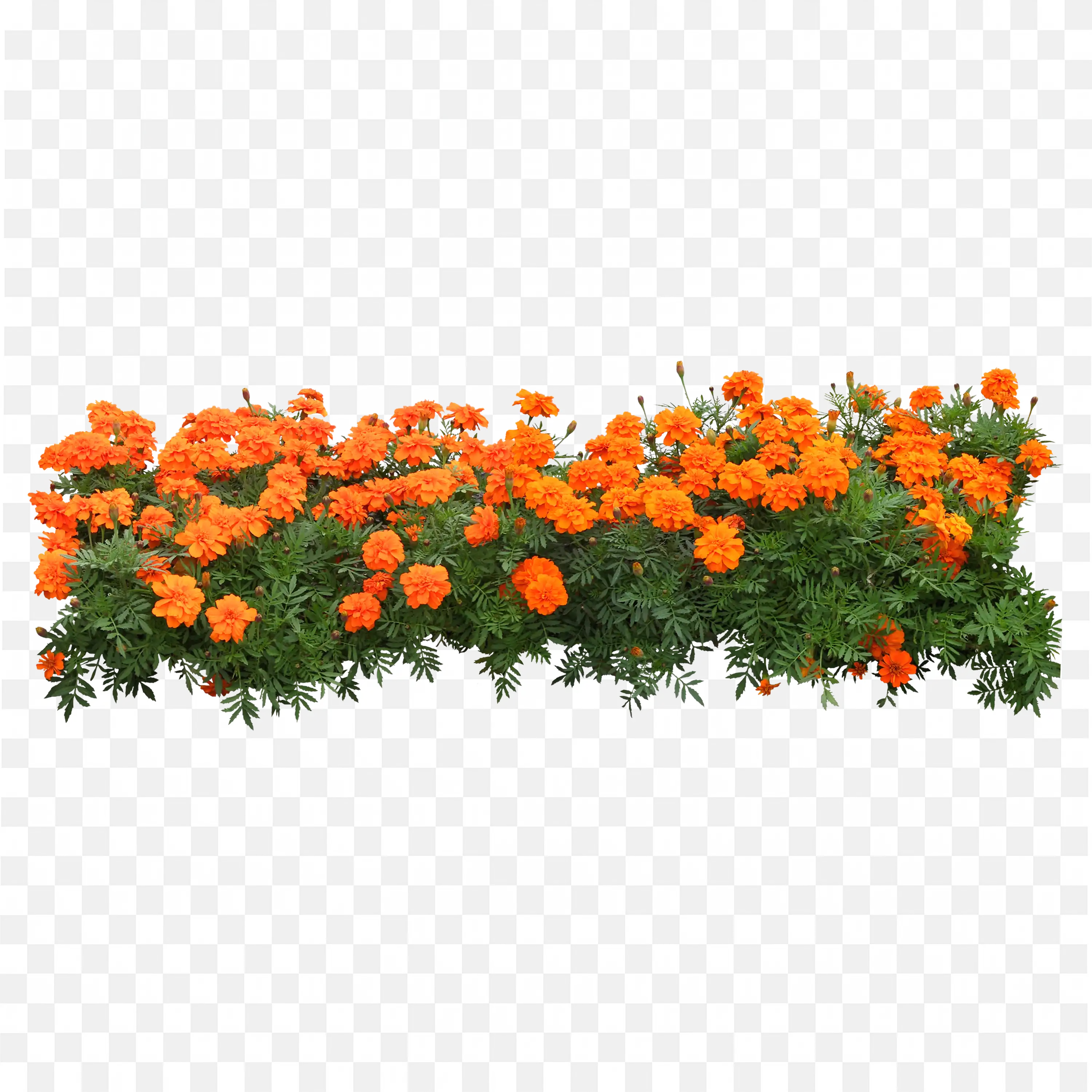 Orange Flowers PNG Nature Bloom Clip Art Garden Scene