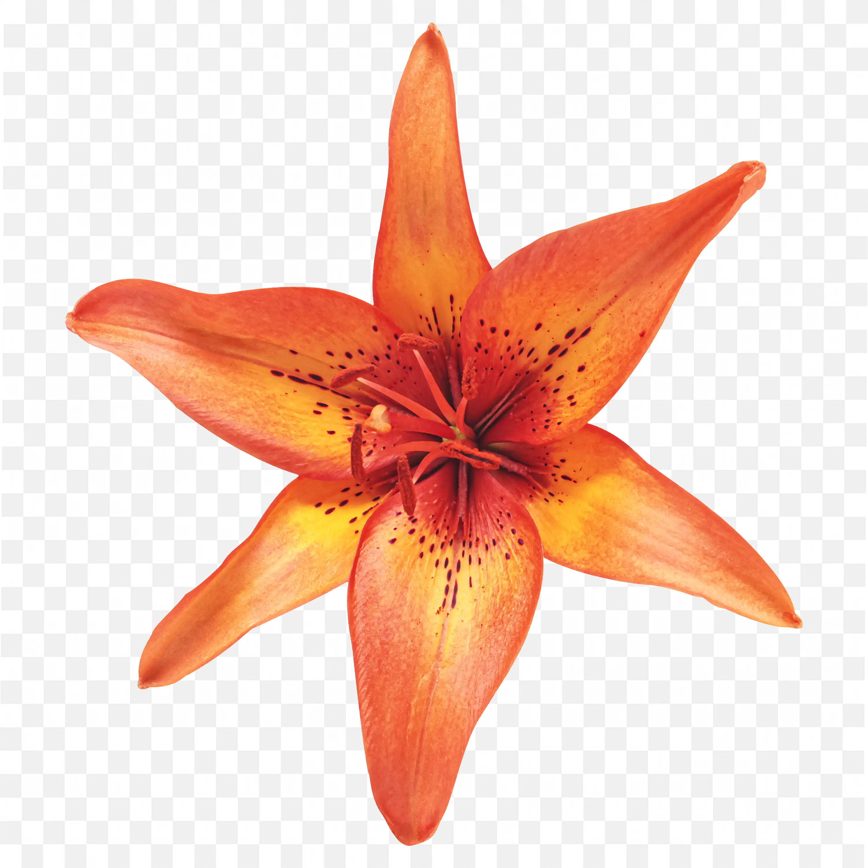 Orange Lily Flower with Six Petals PNG Image Download