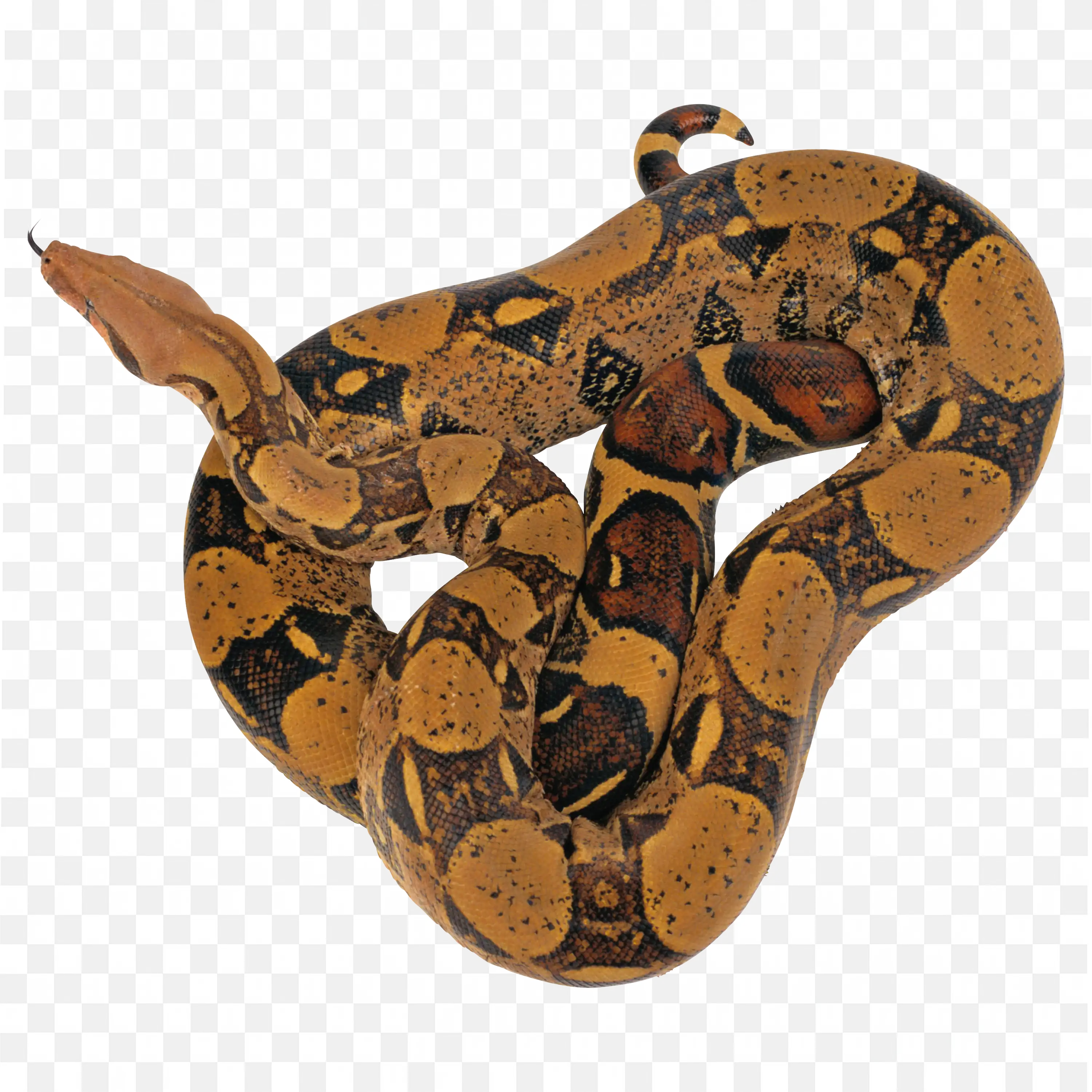 Orange Patterned Python Clip Art Snake Nature Reptile