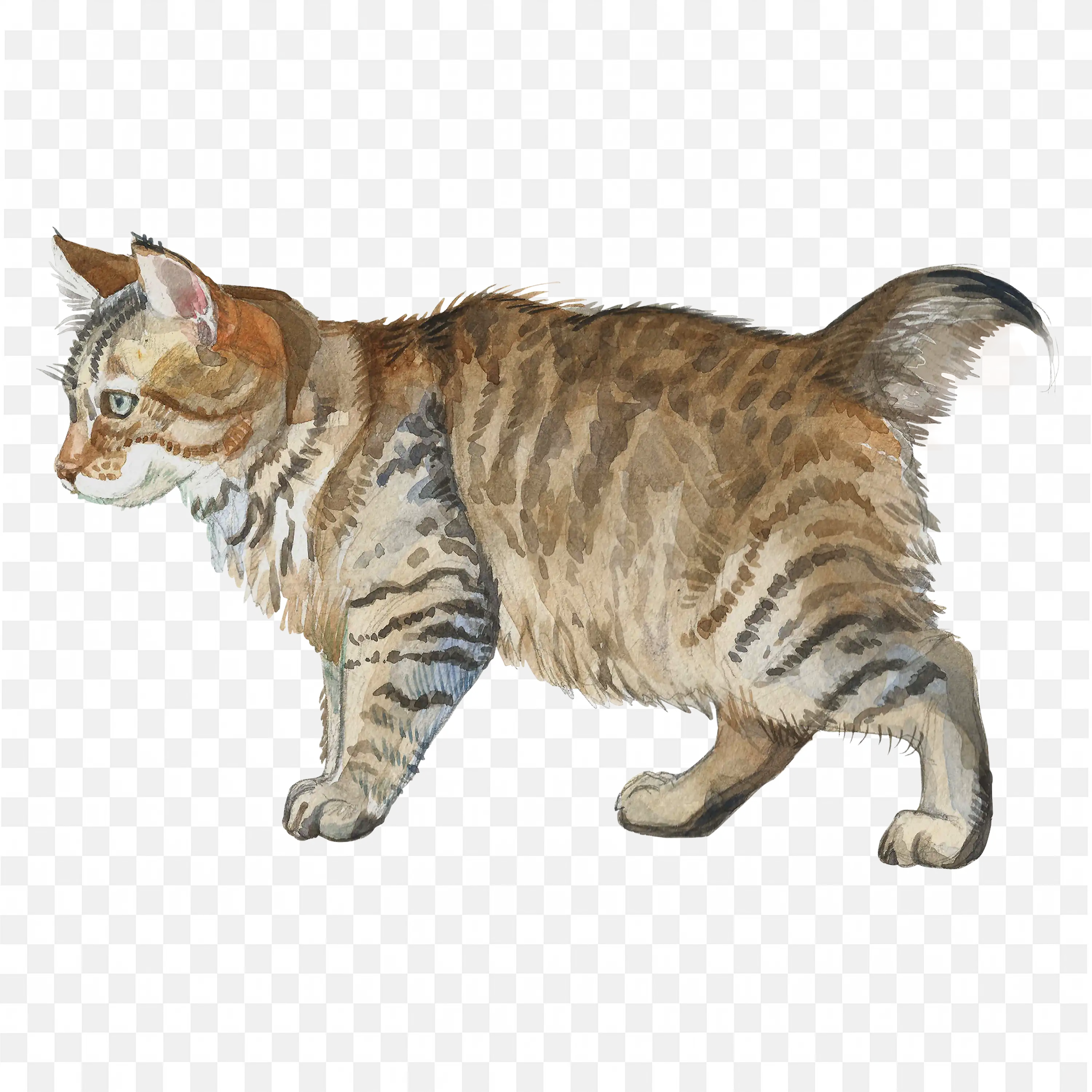 Orange Tabby Cat Walking Forward Side View PNG Art