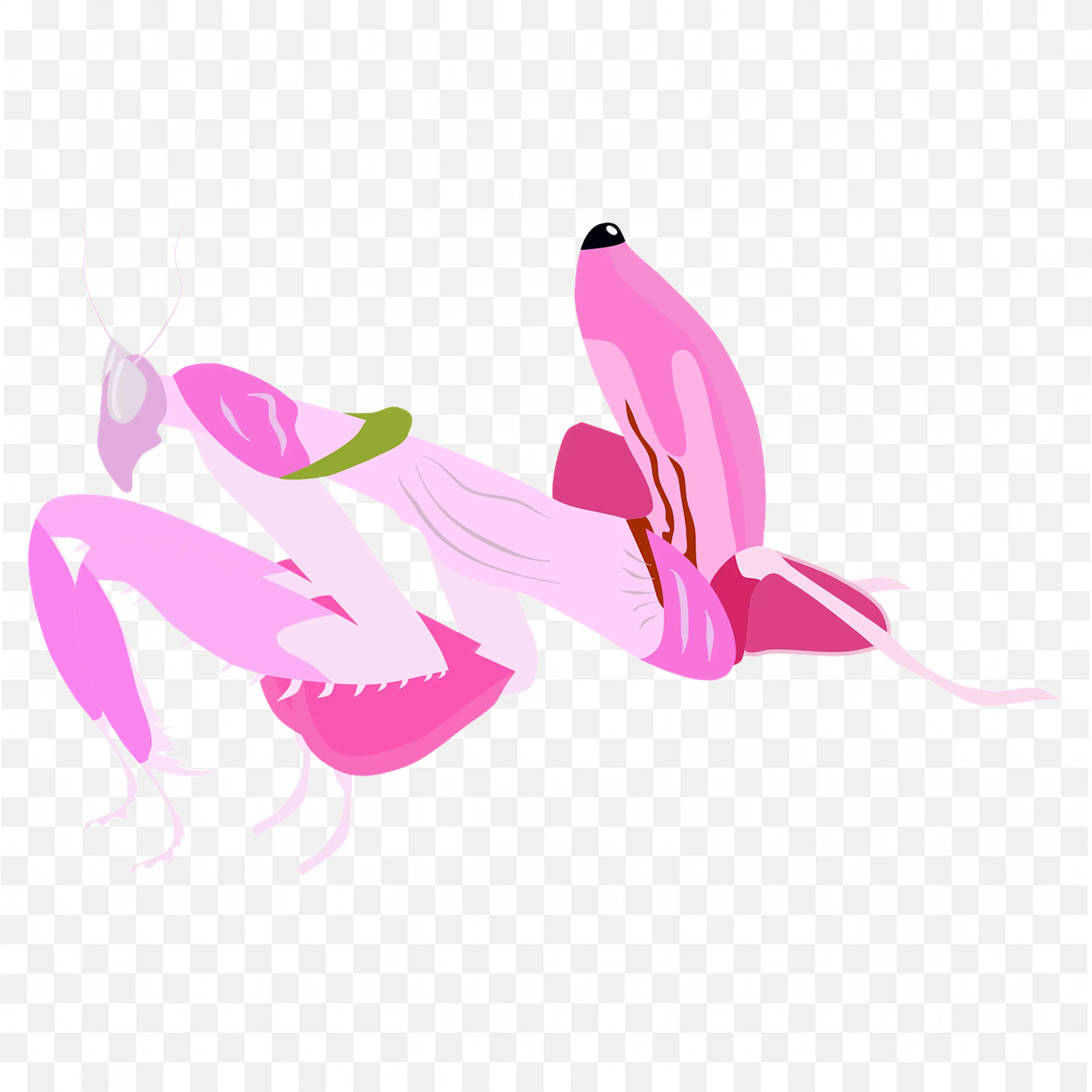 Orchid Mantis PNG Pink Camouflage Vector Download