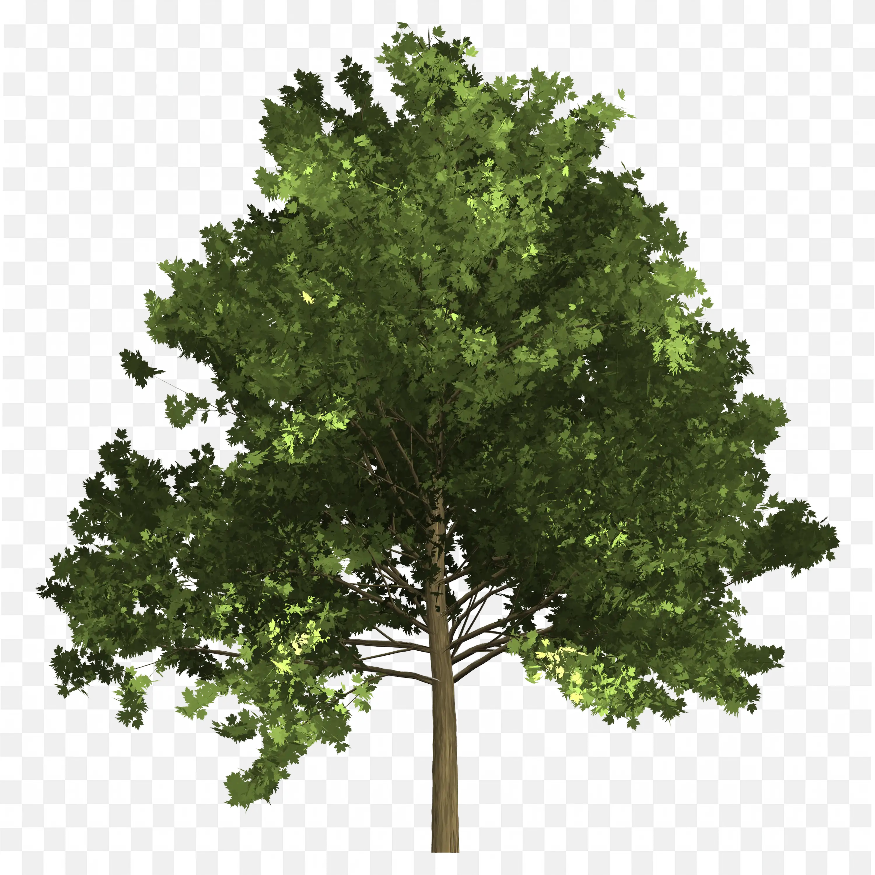 Overcup Oak Leaf PNG Lyre Shaped Lobed Leaf Illustration