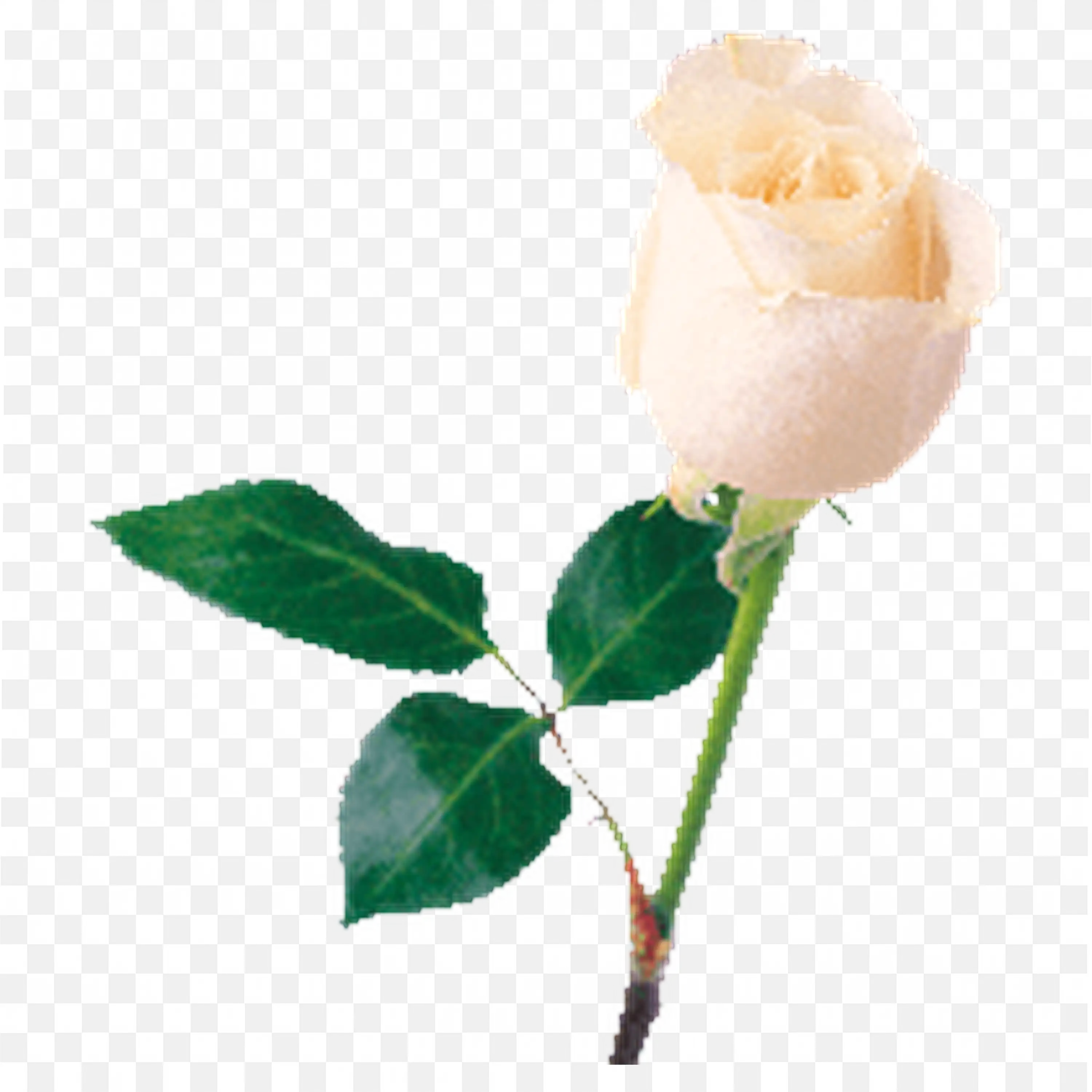 Pale Peach Rose on Stem with Green Leaves Botanical Art