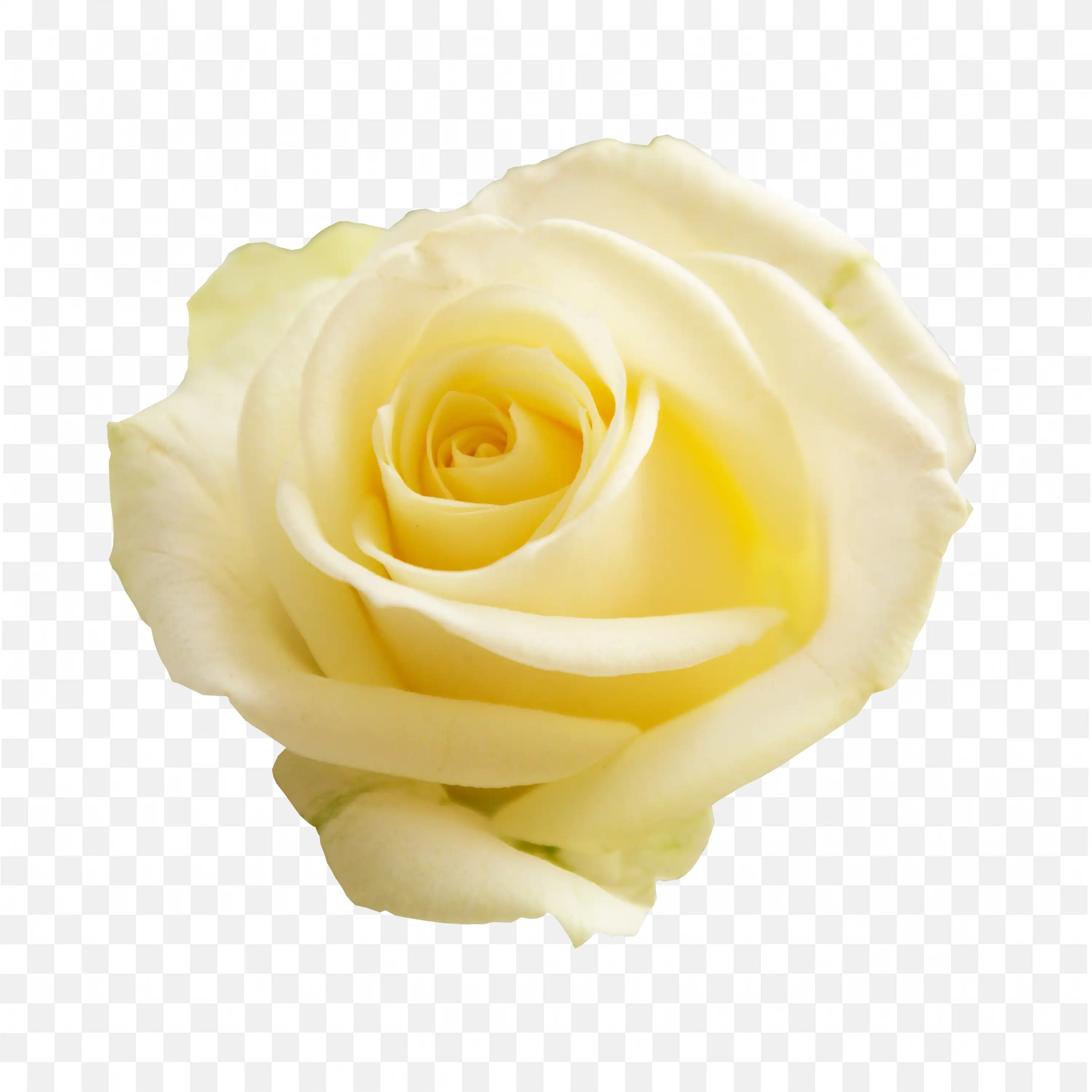 Pale Yellow Rose Bloom Transparent PNG Clipart