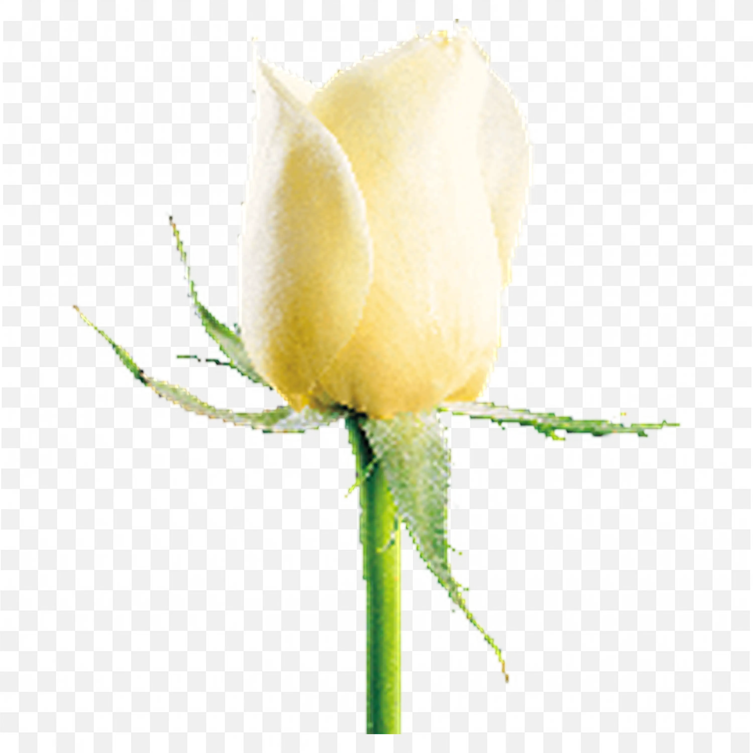 Pale Yellow Rosebud on Stem Romantic Floral Illustration