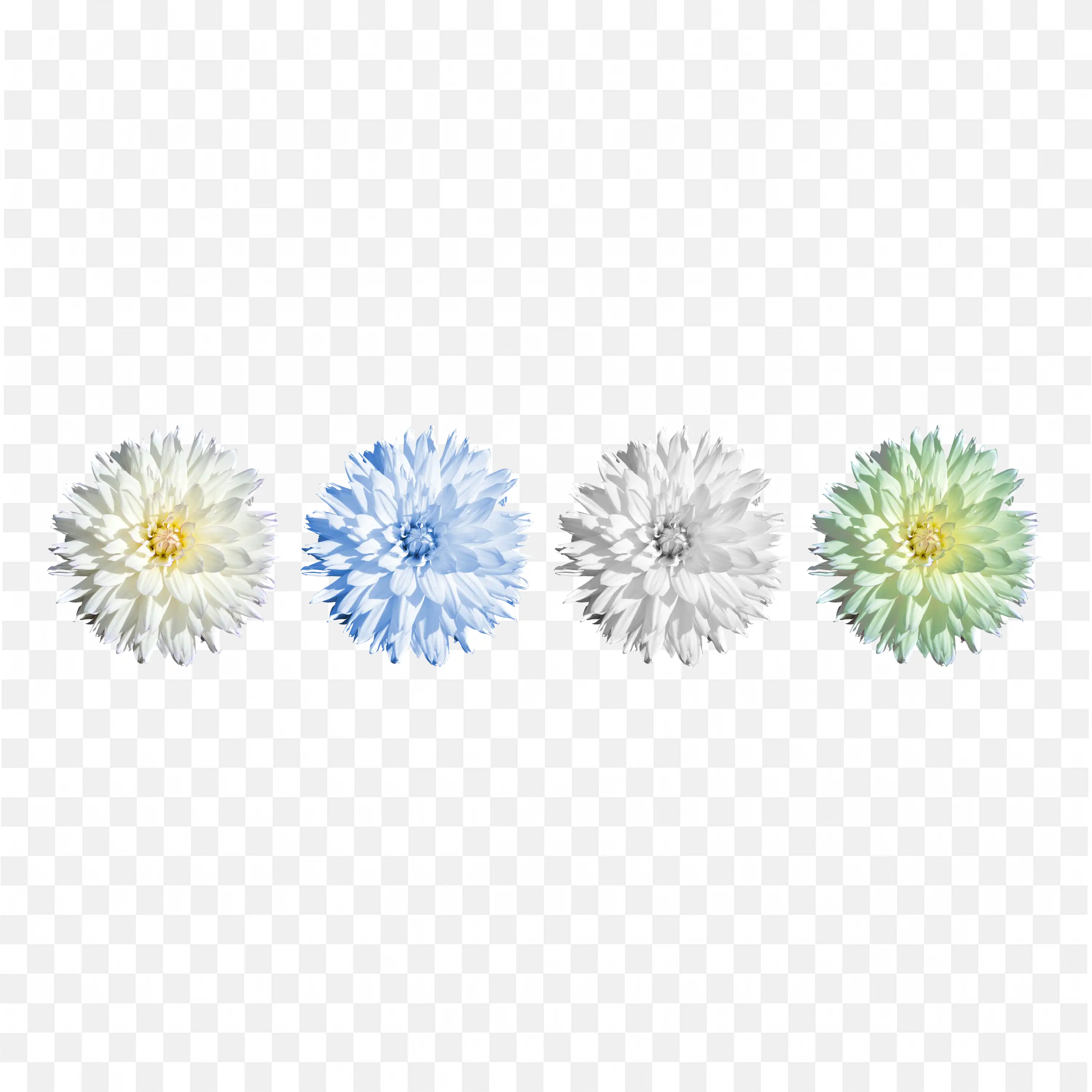 Pastel Color Decorative Flowers Isolated Nature Art