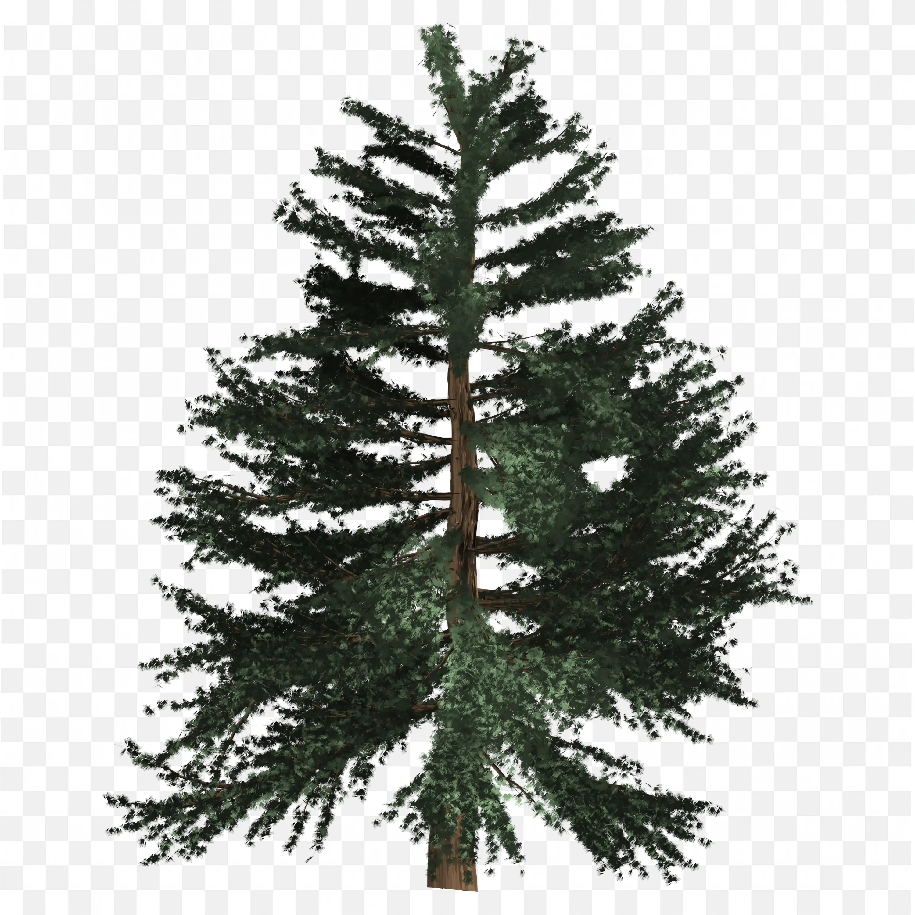 Pine Tree Illustration Evergreen Needles and Reddish Bark