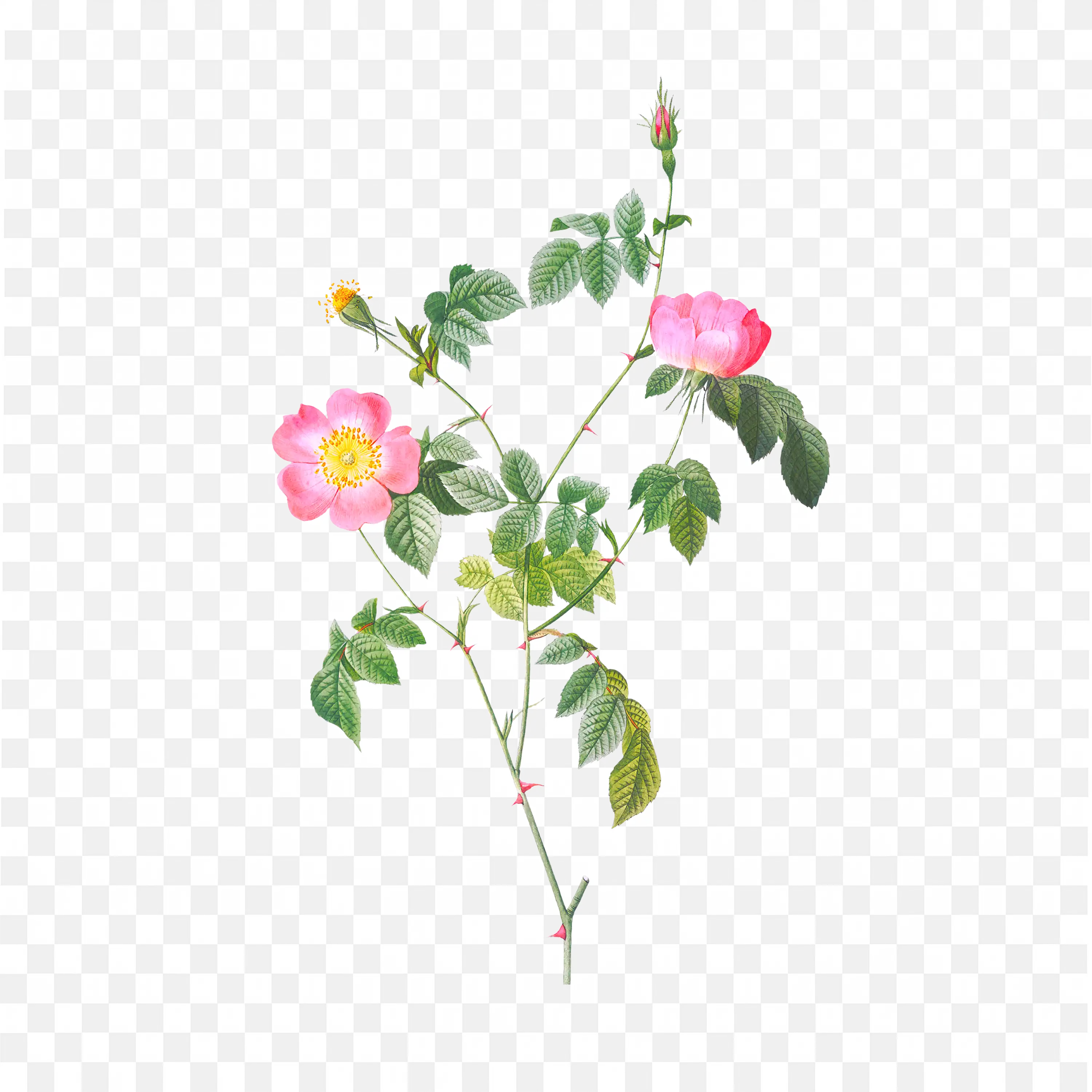 Pink Blossom Branch with Buds Botanical Floral Watercolor