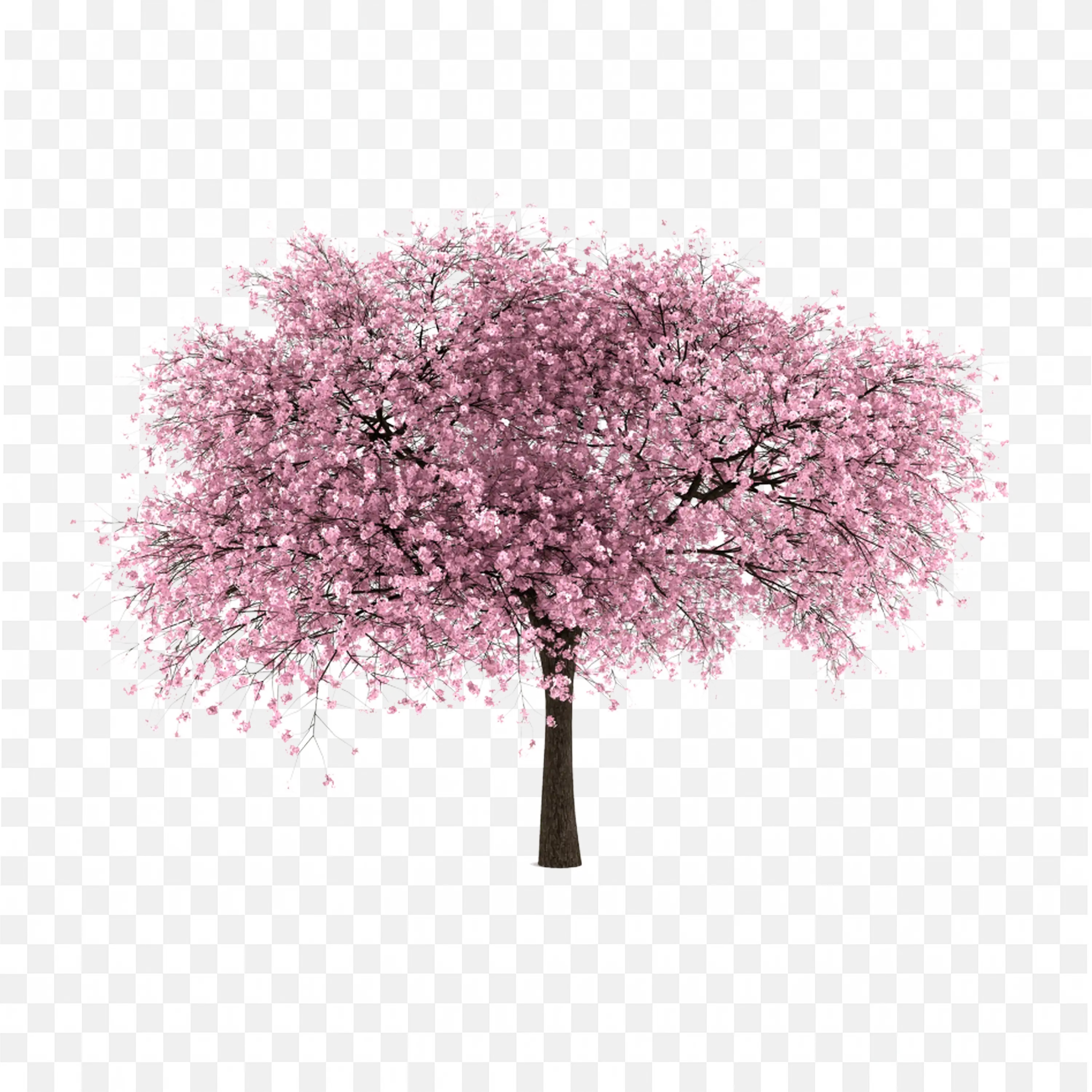 Pink Blossom Tree PNG Spring Blooming Floral Illustration
