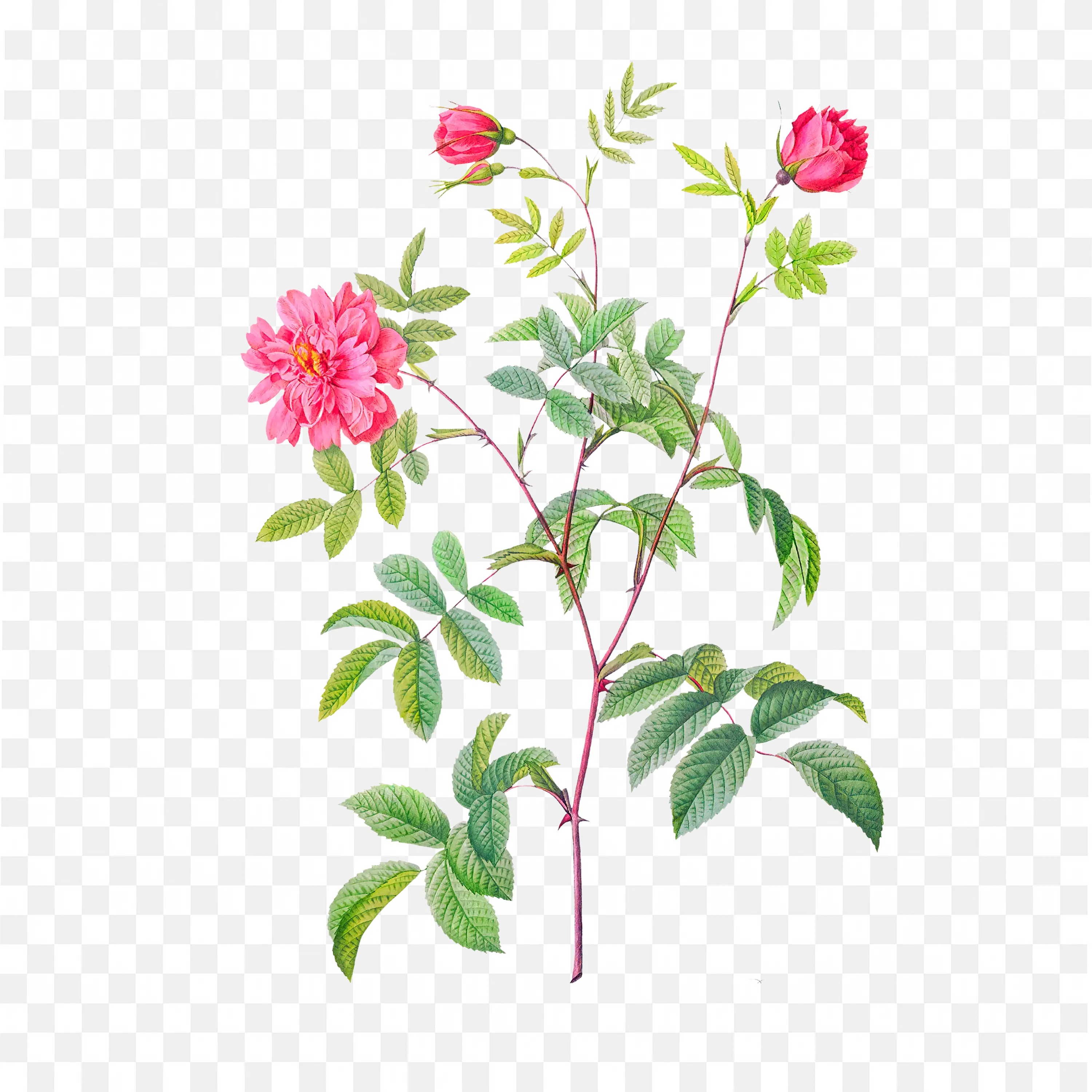 Pink Blossoms and Buds on Branch Nature Watercolor Art