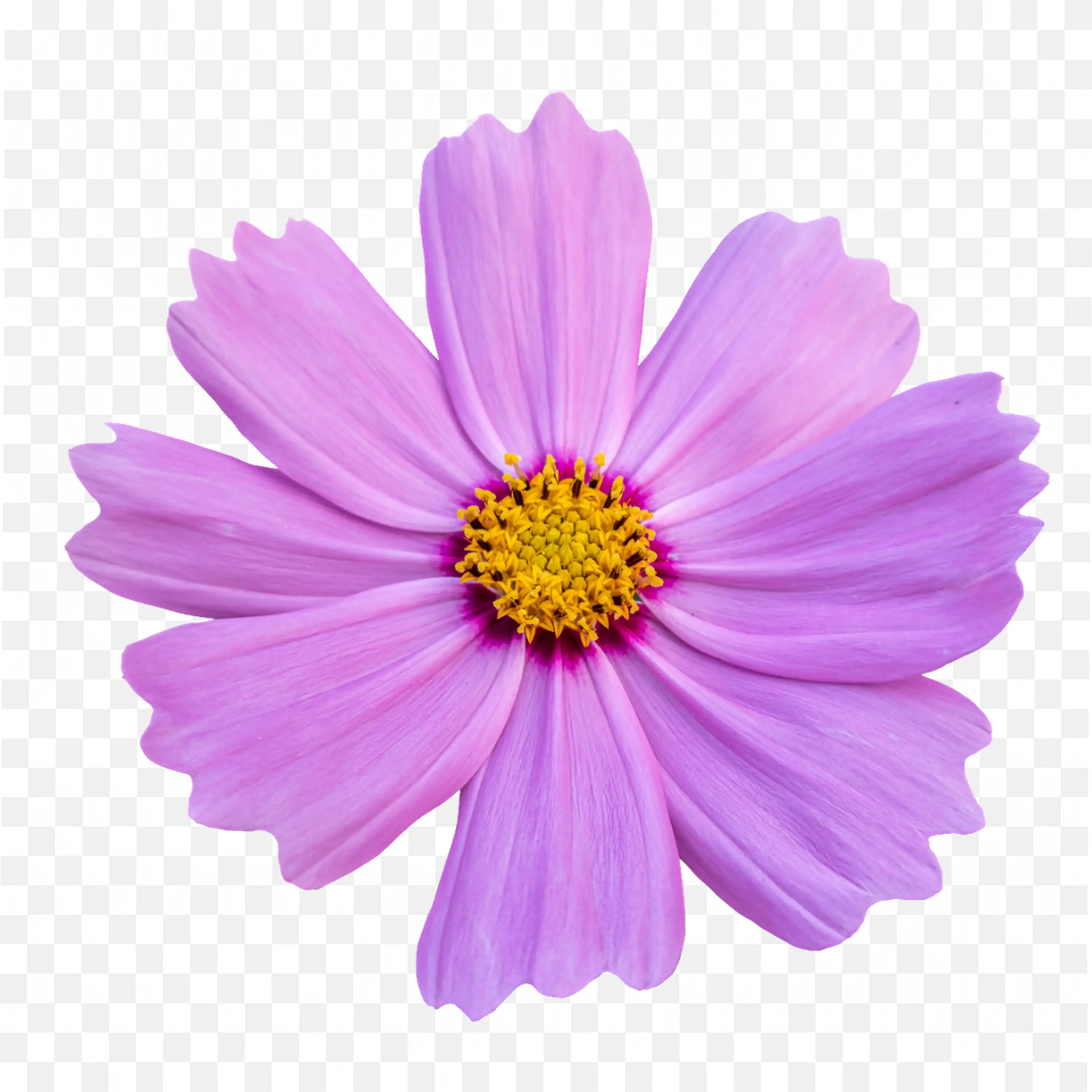 Pink Cosmos Flower Clip Art Blossom Nature Floral Design