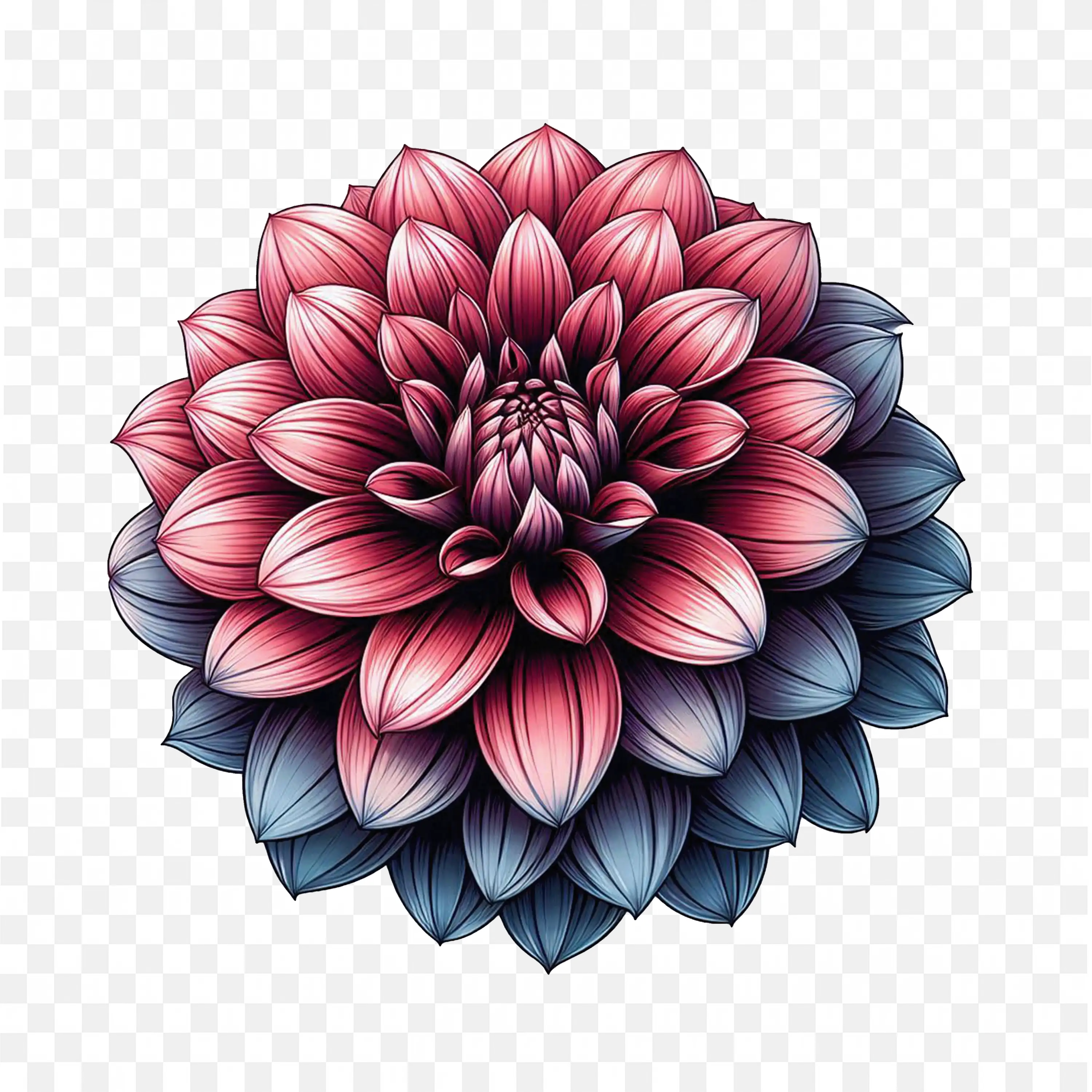 Pink Dahlia Flower PNG Detailed Floral Botanical Art
