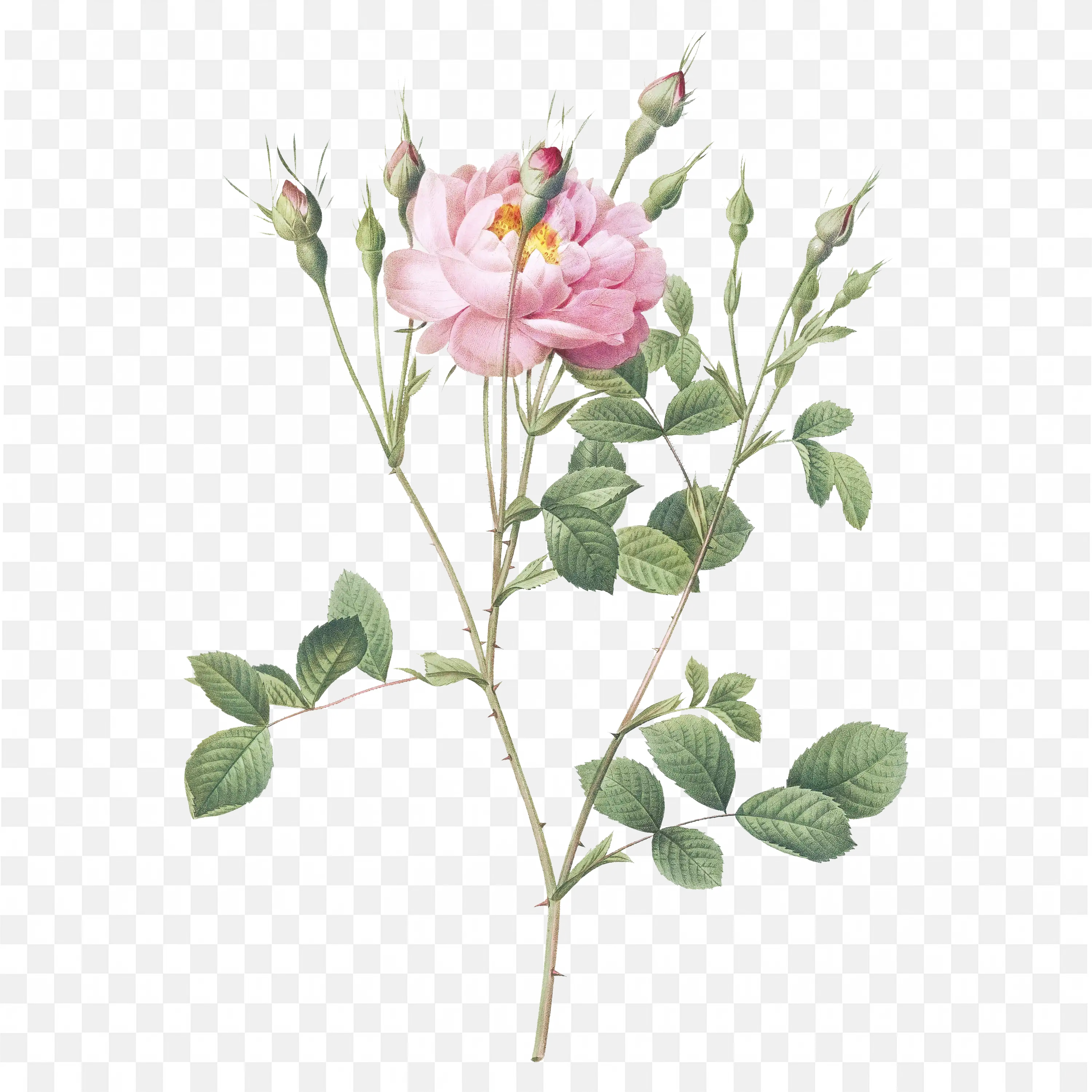 Pink Flowering Plant with Green Stems Transparent PNG