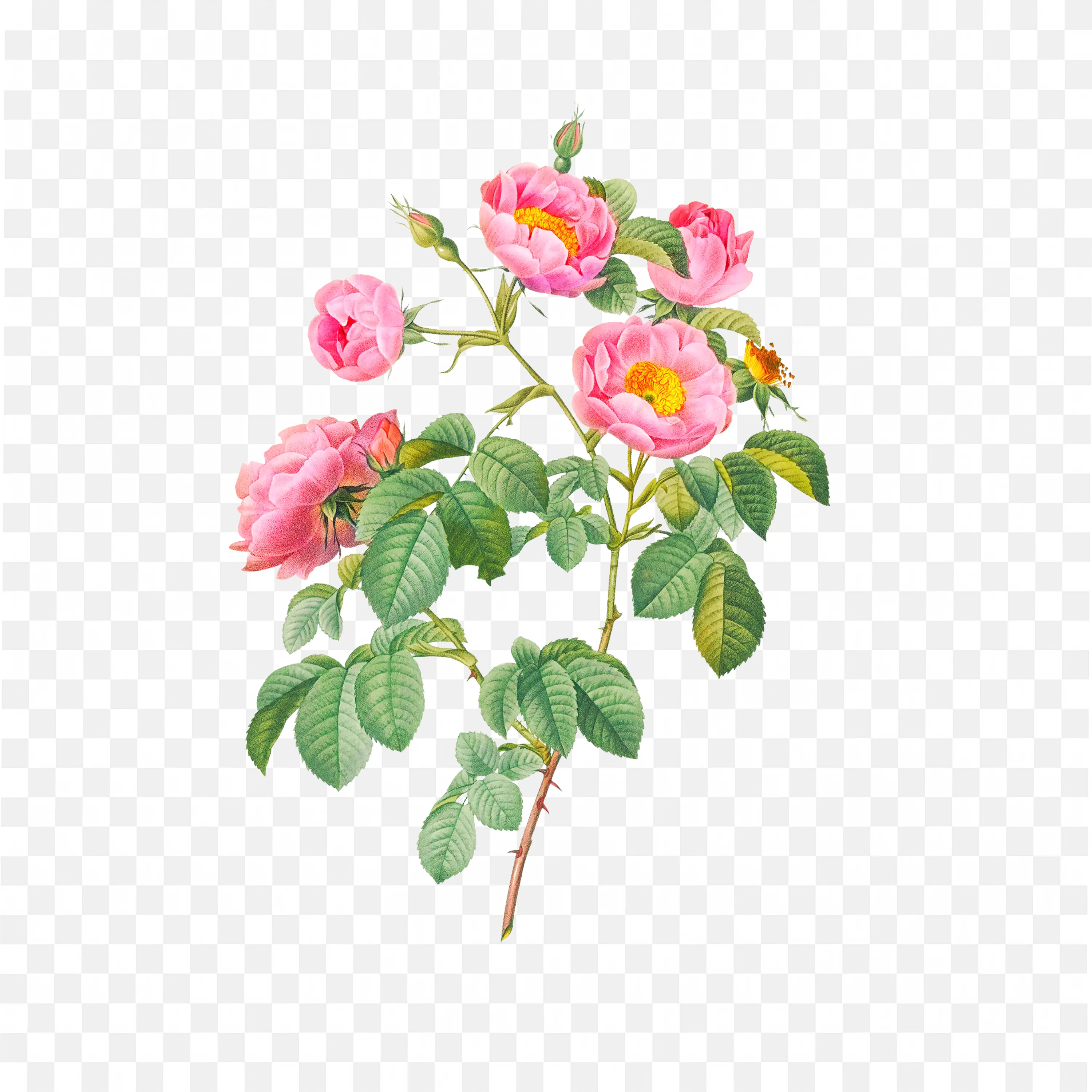 Pink Garden Rose PNG Nature Flower Art Design Clip Illustration