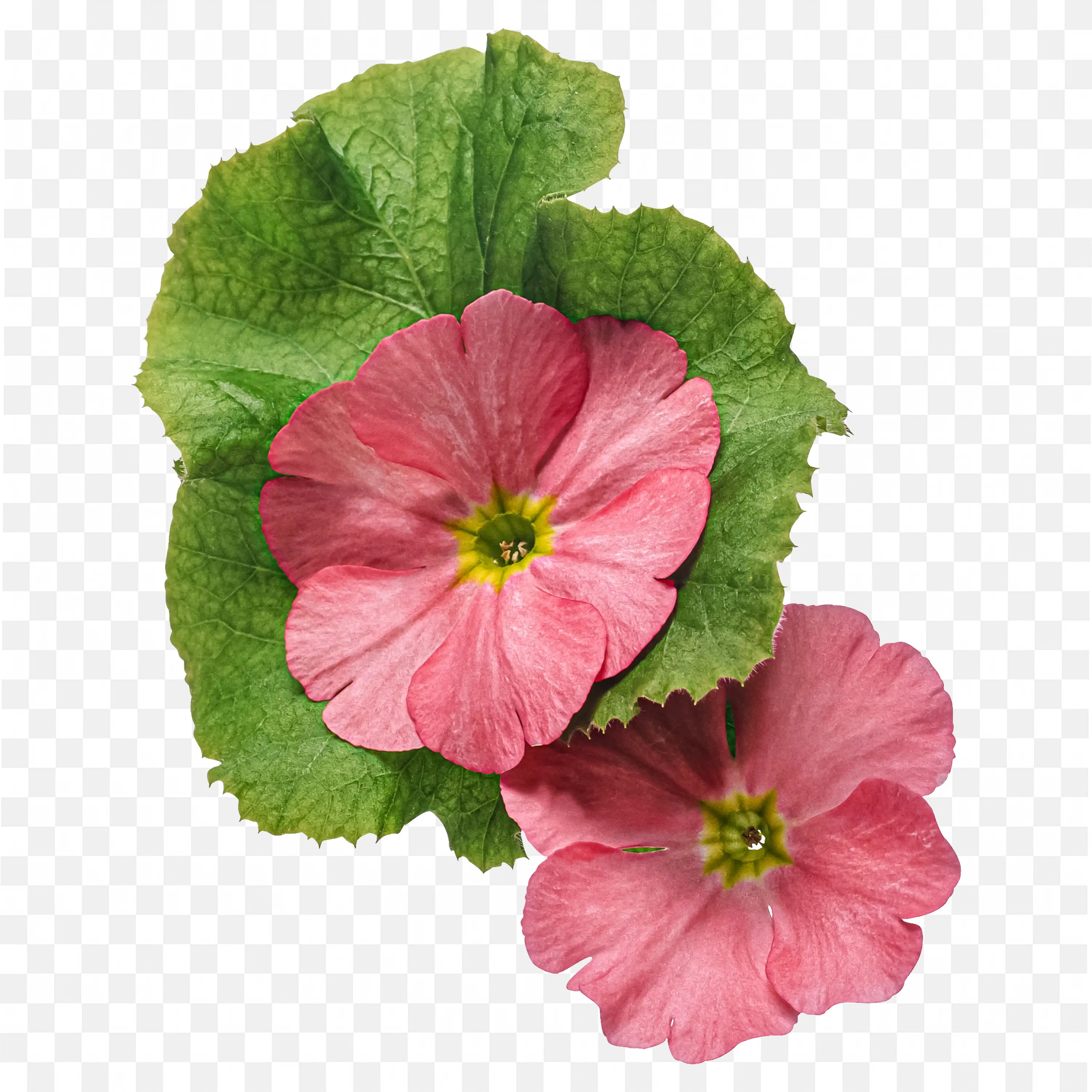 Pink Hibiscus Flower with Leaves PNG Art Download