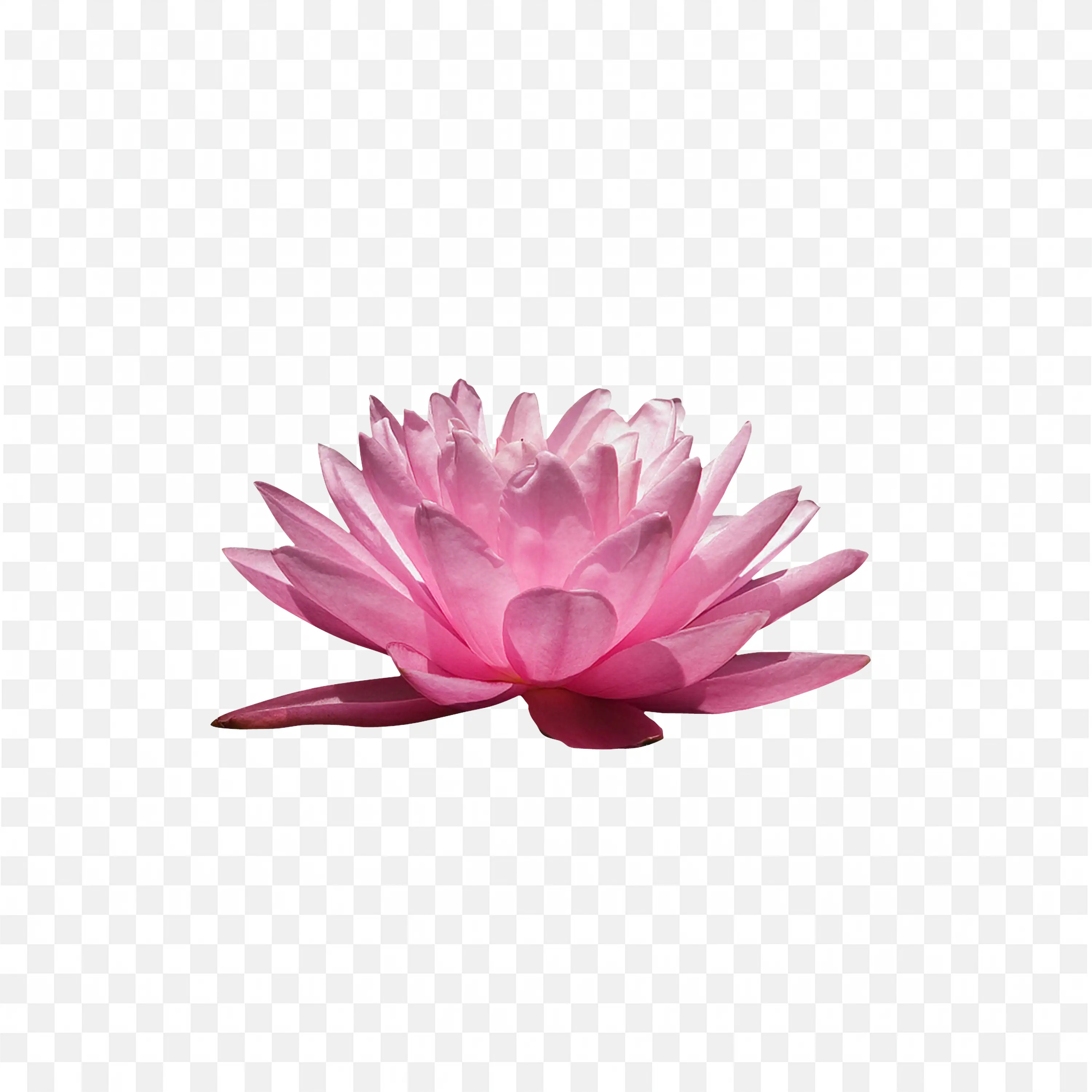 Pink Lotus Flower Blooming on Water Isolated PNG Art