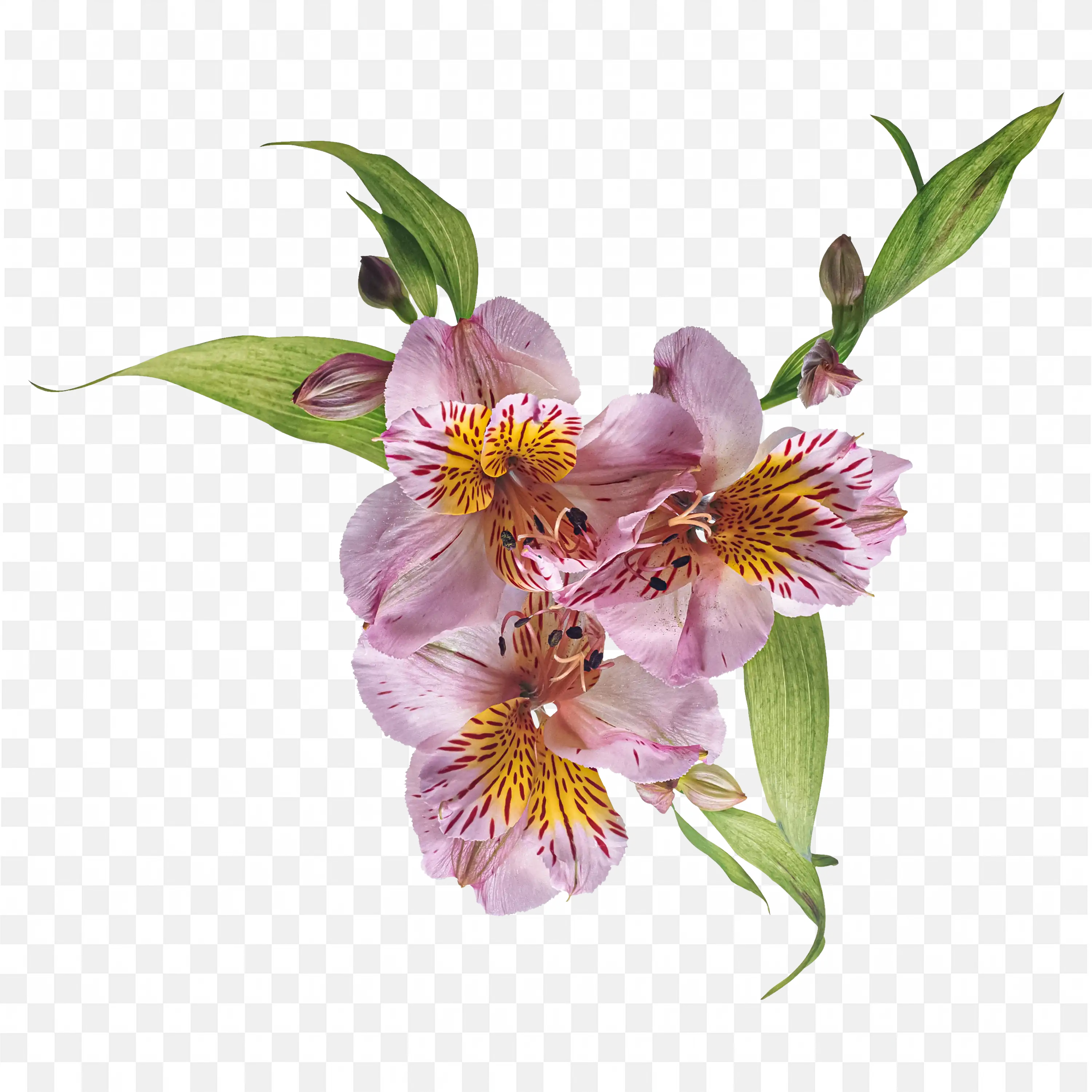 Pink Orchid Blooms on Curved Stem PNG Art Download