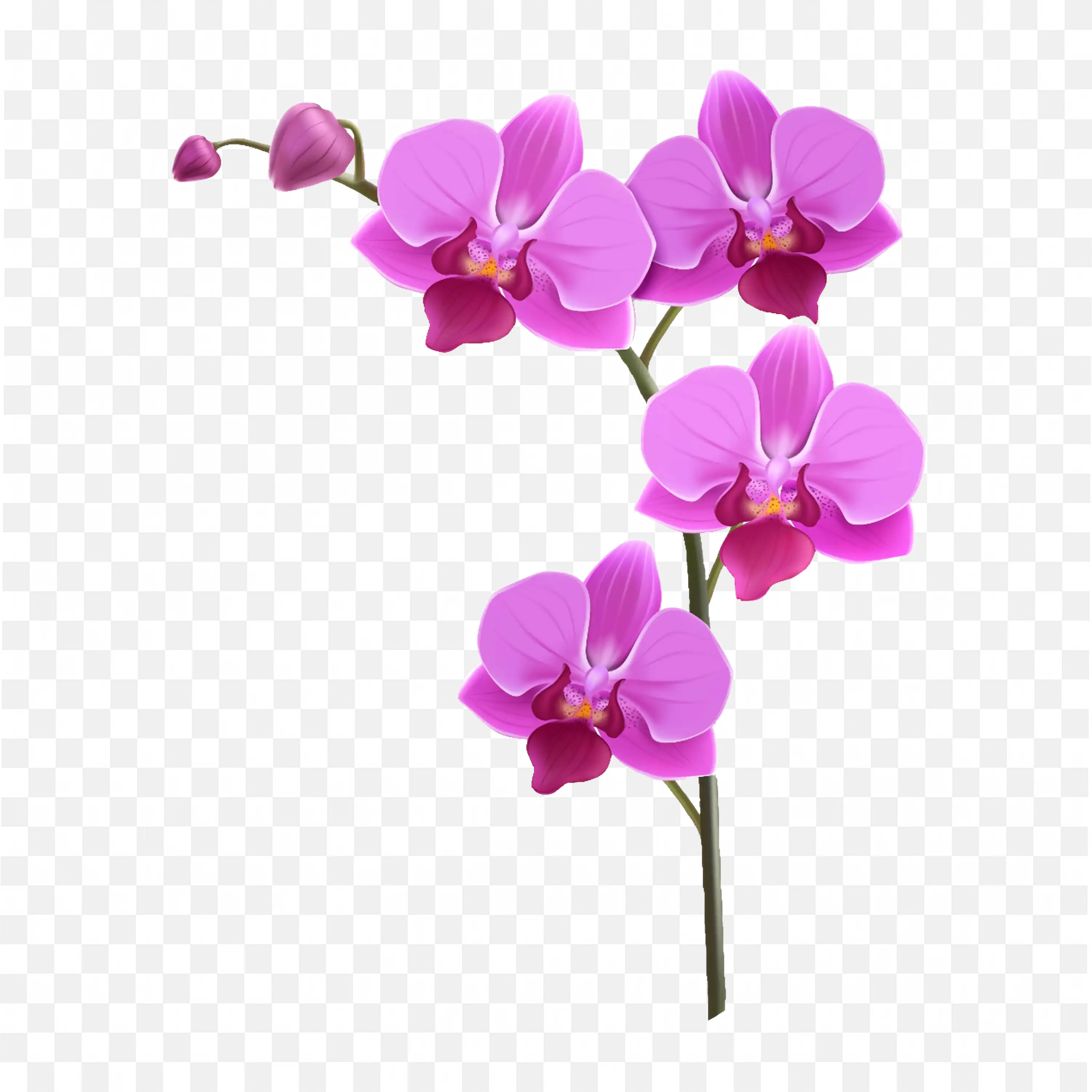 Pink Orchid PNG Flower Clip Art Nature Bloom Isolated Art