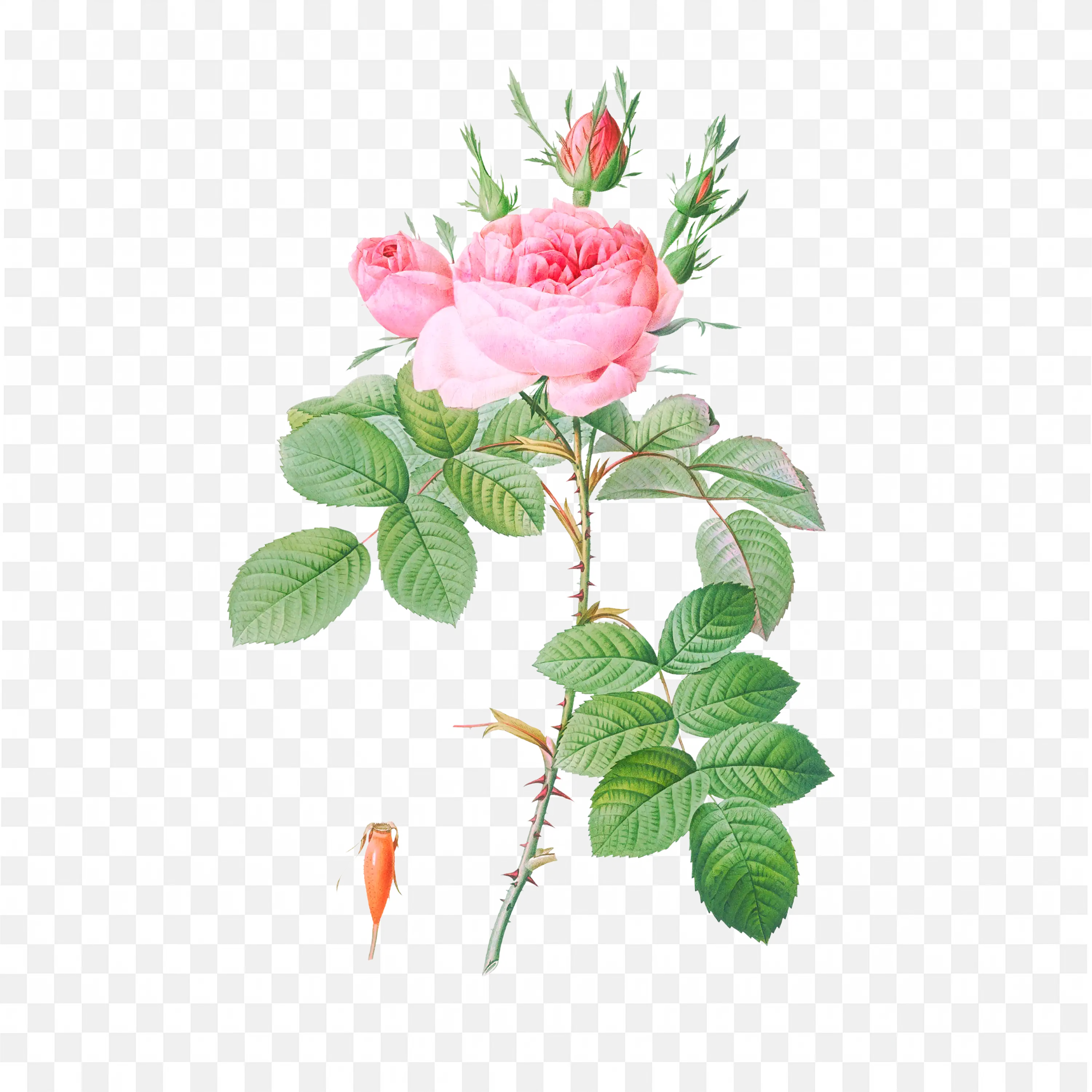 Pink Rose Bloom with Stems and Foliage Botanical Artwork