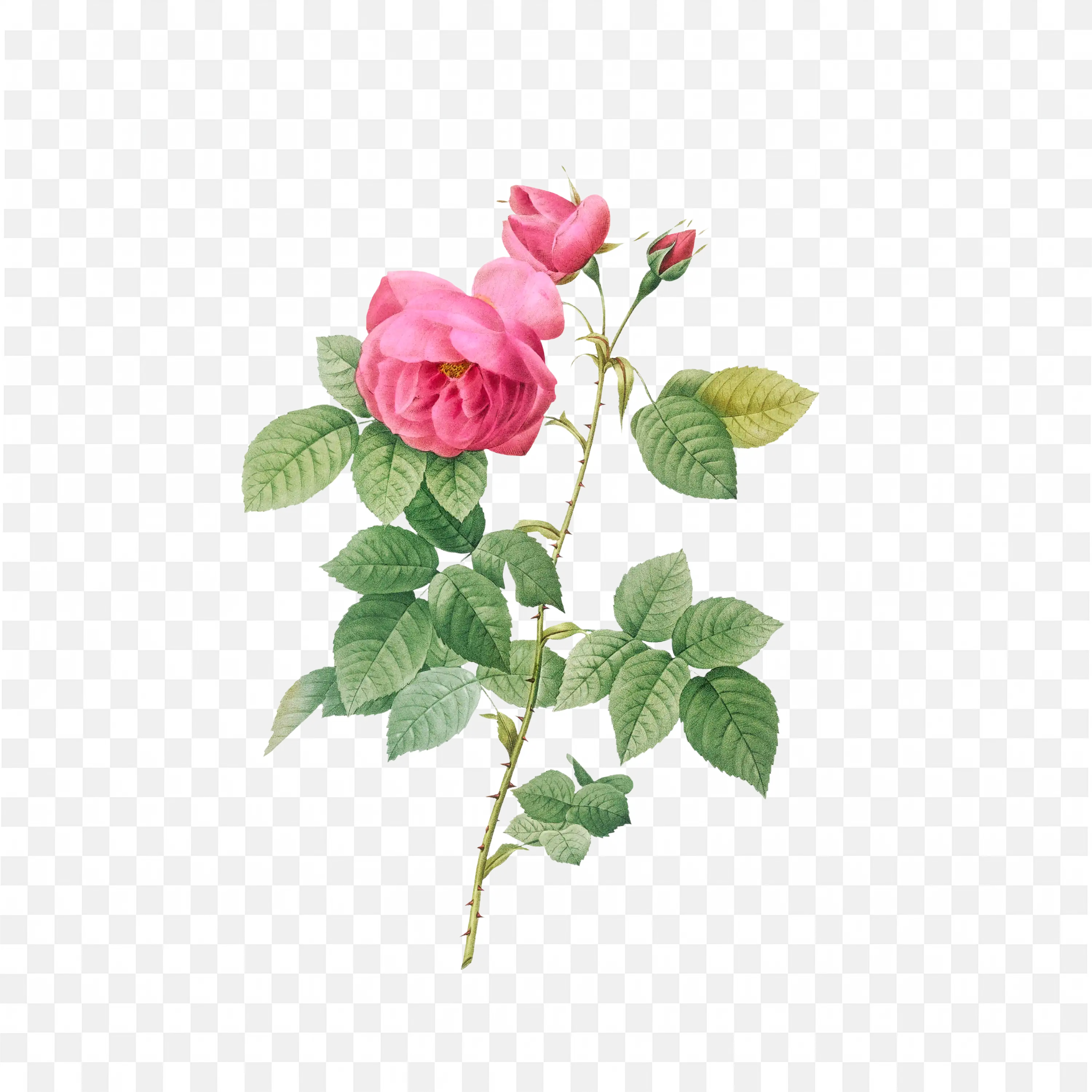 Pink Rose PNG Botanical Nature Art Floral Scene Design Clipart