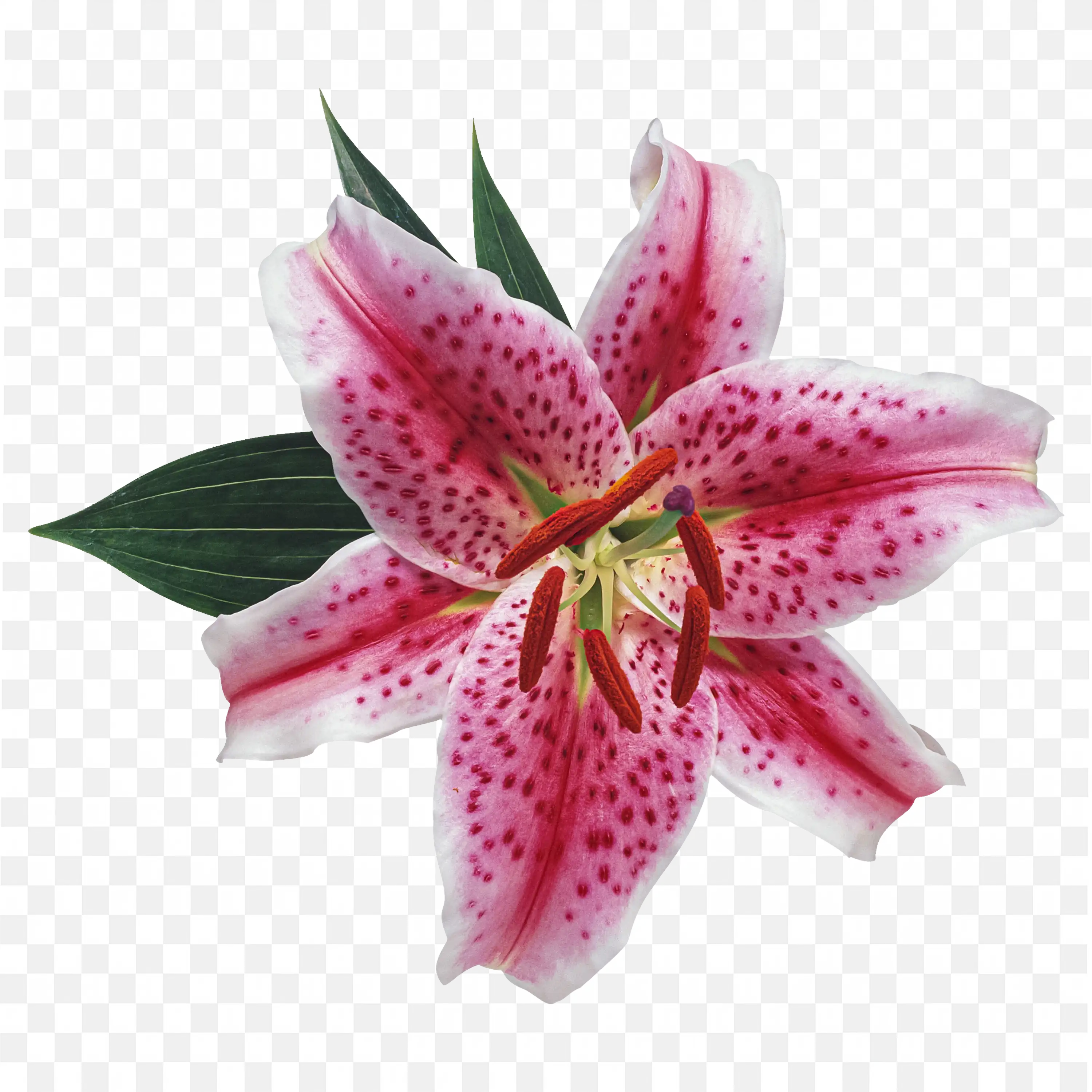 Pink Stargazer Lily Flower Closeup PNG Imag Download