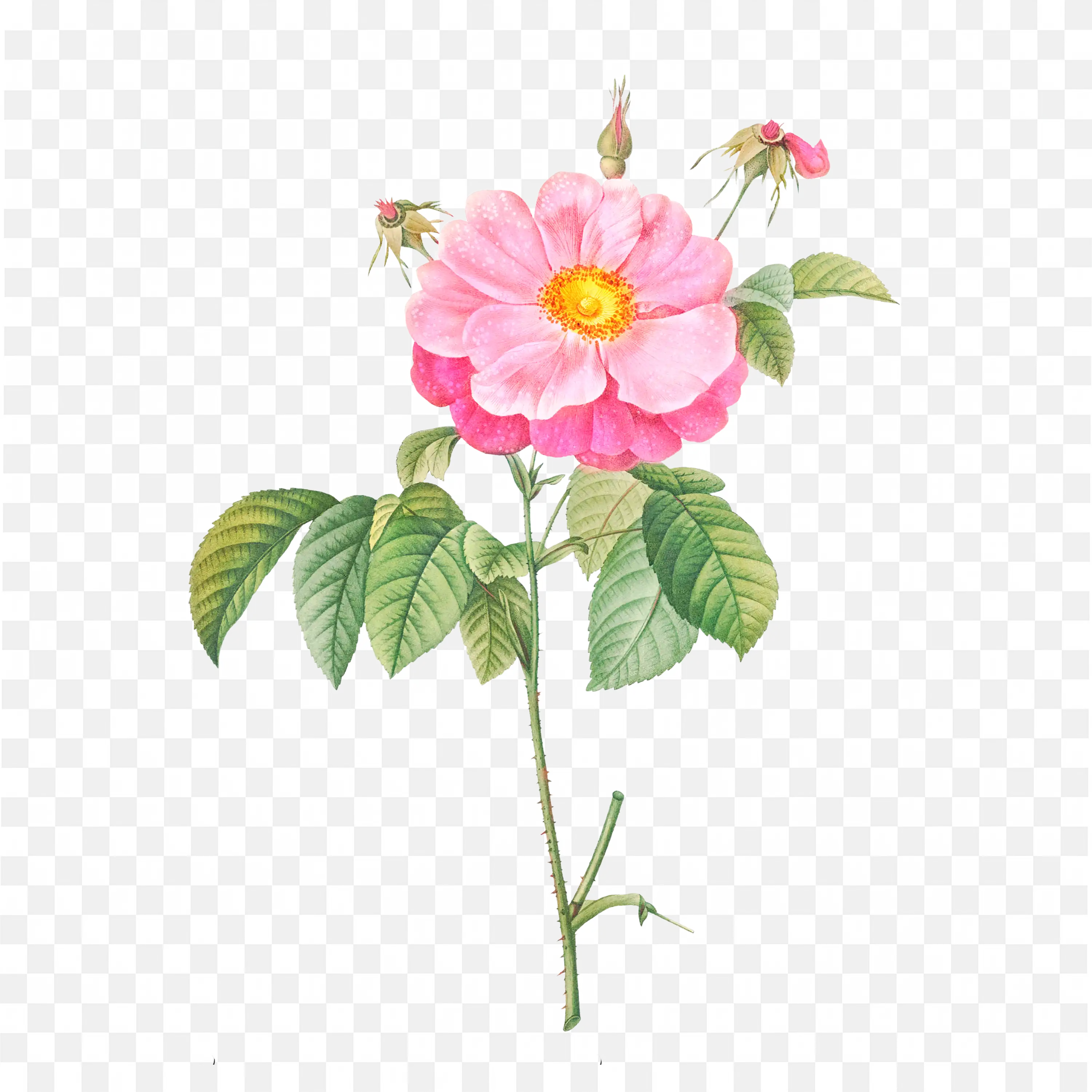 Pink Wildflower PNG Nature Botanical Clipart Floral Scene Art