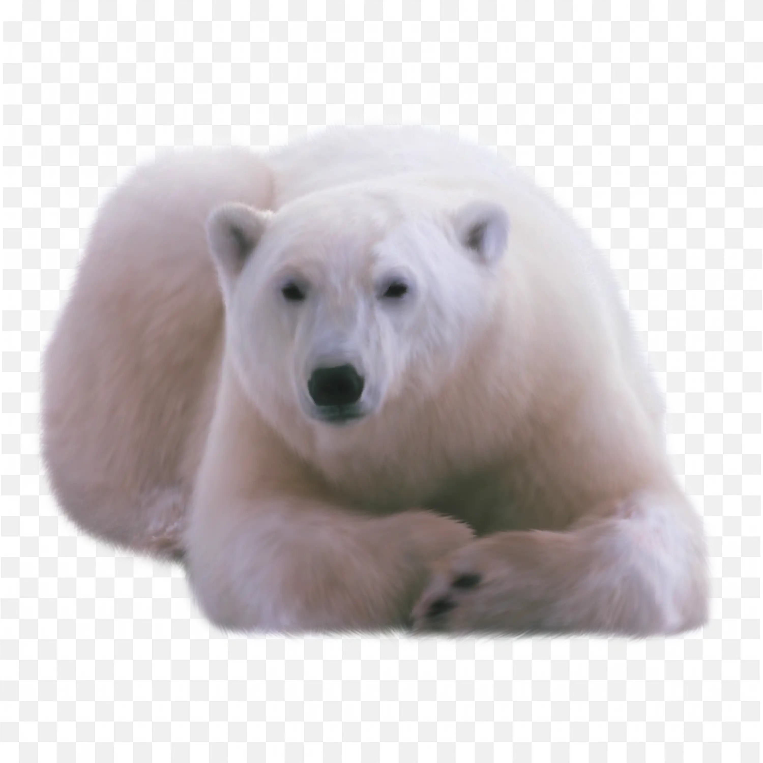 Polar Bear Cub Close Up PNG Cute Arctic Wildlife Art