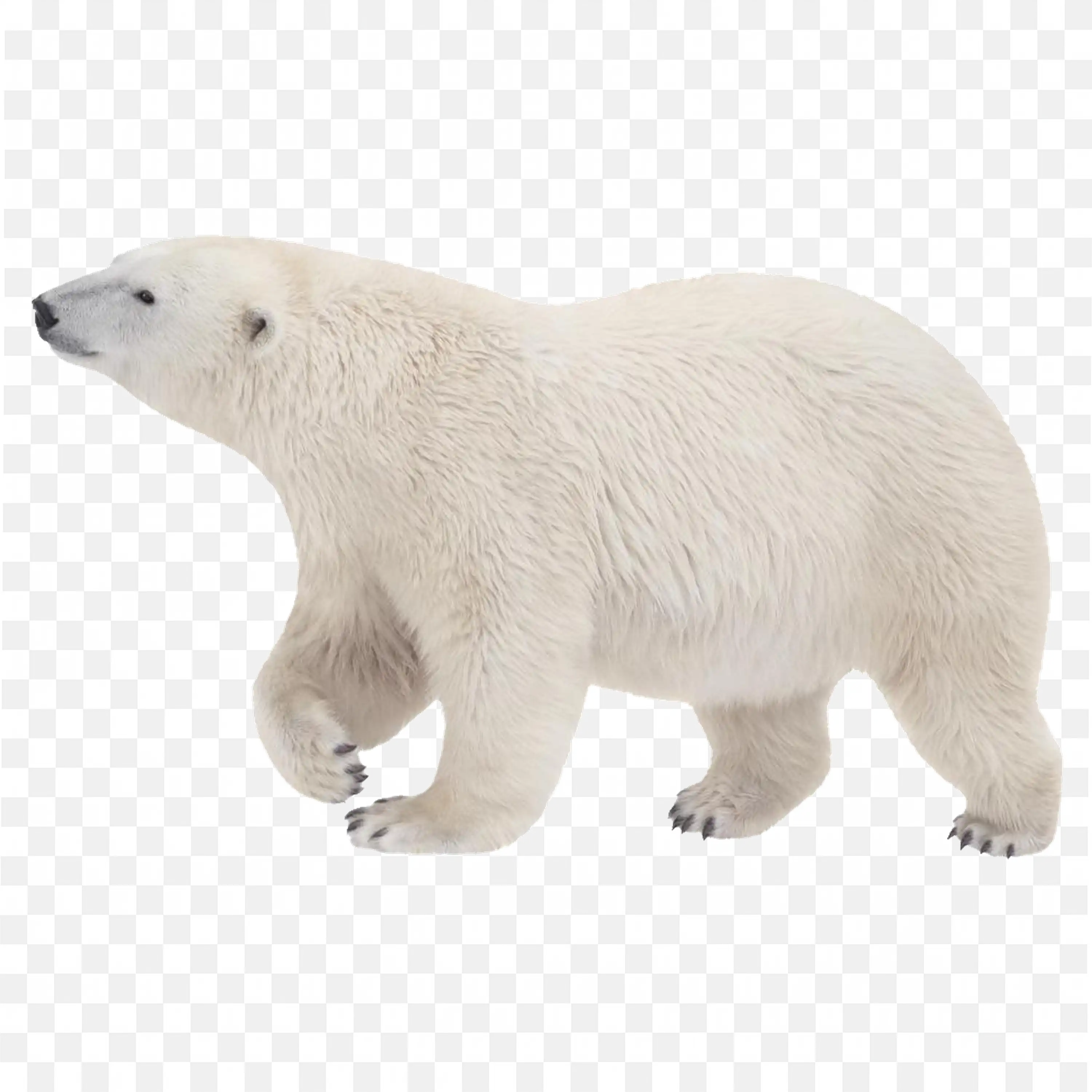 Polar Bear Laying Down PNG Arctic Wildlife Animal Art
