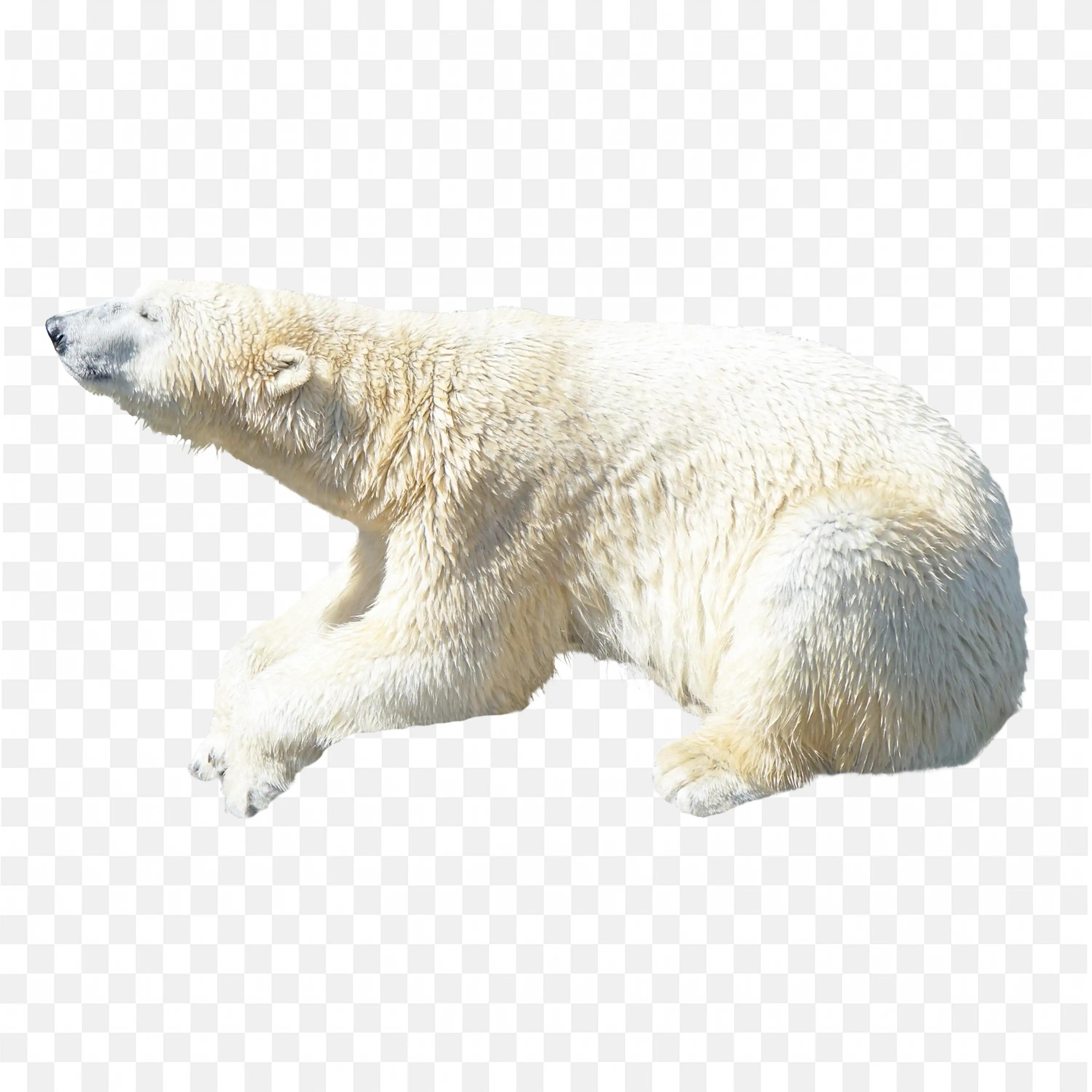 Polar Bear Relaxed Pose White Background Wildlife Art