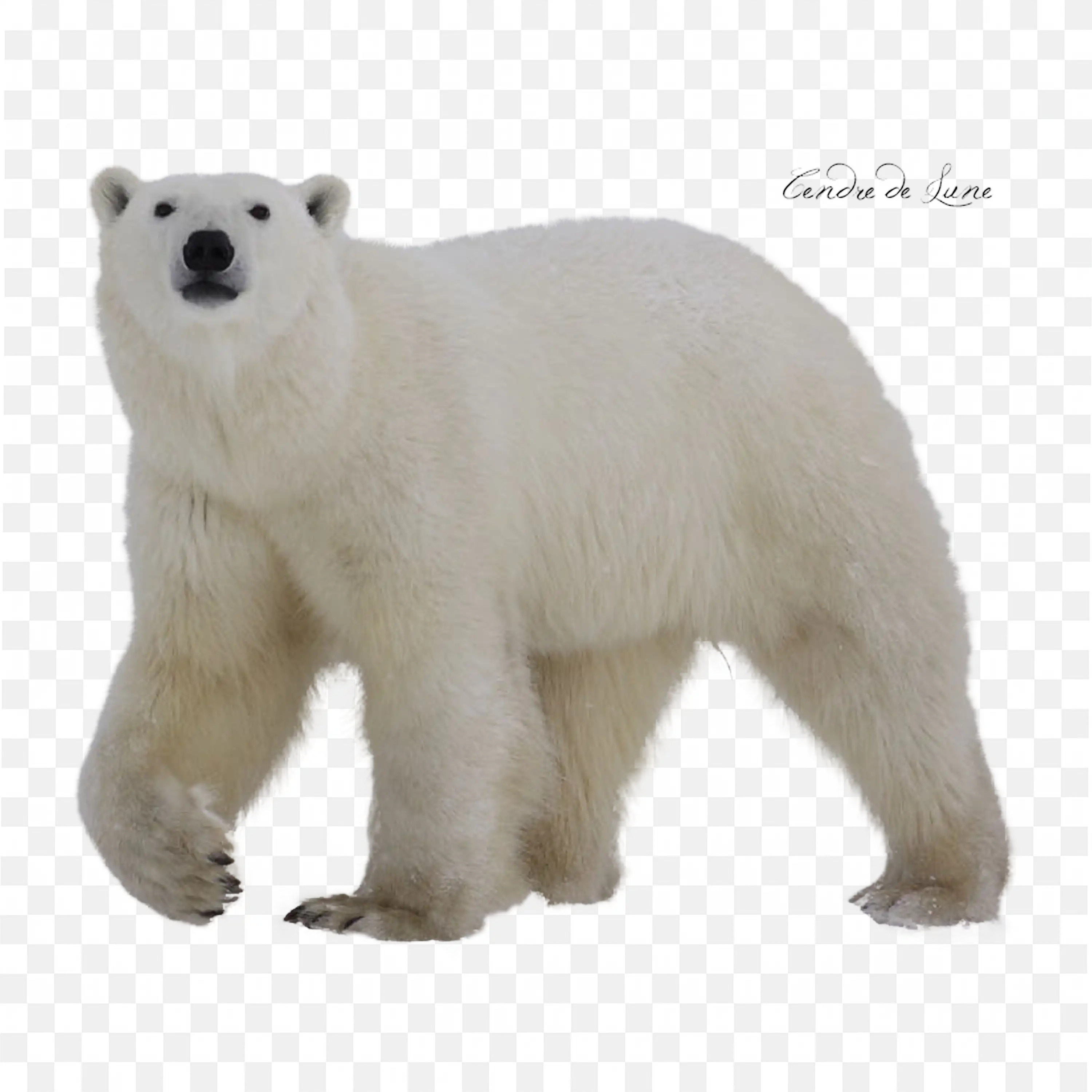 Polar Bear Walking PNG Realistic Arctic Wildlife PNG