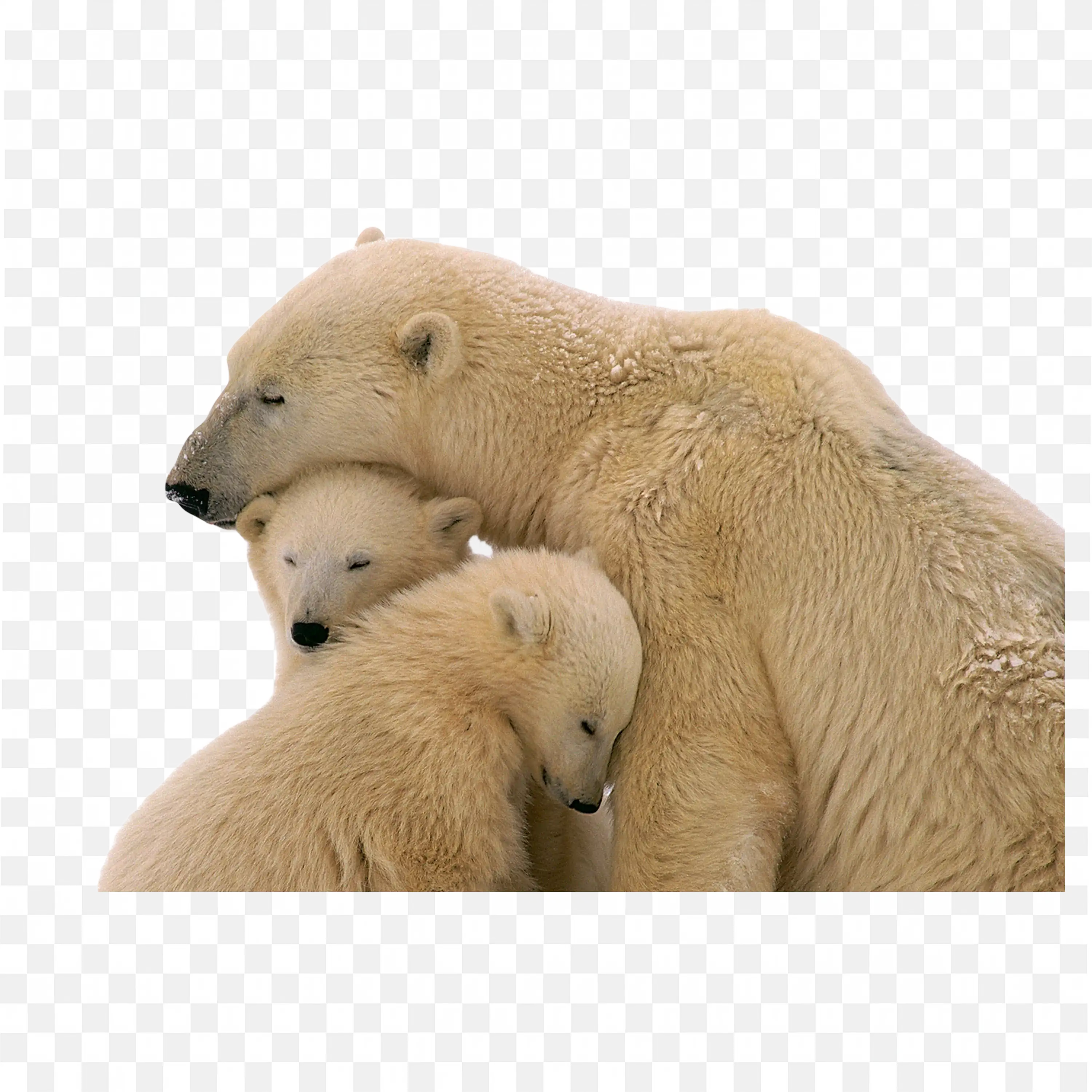Polar Bears Hugging PNG Cute Arctic Animal Wildlife Scene