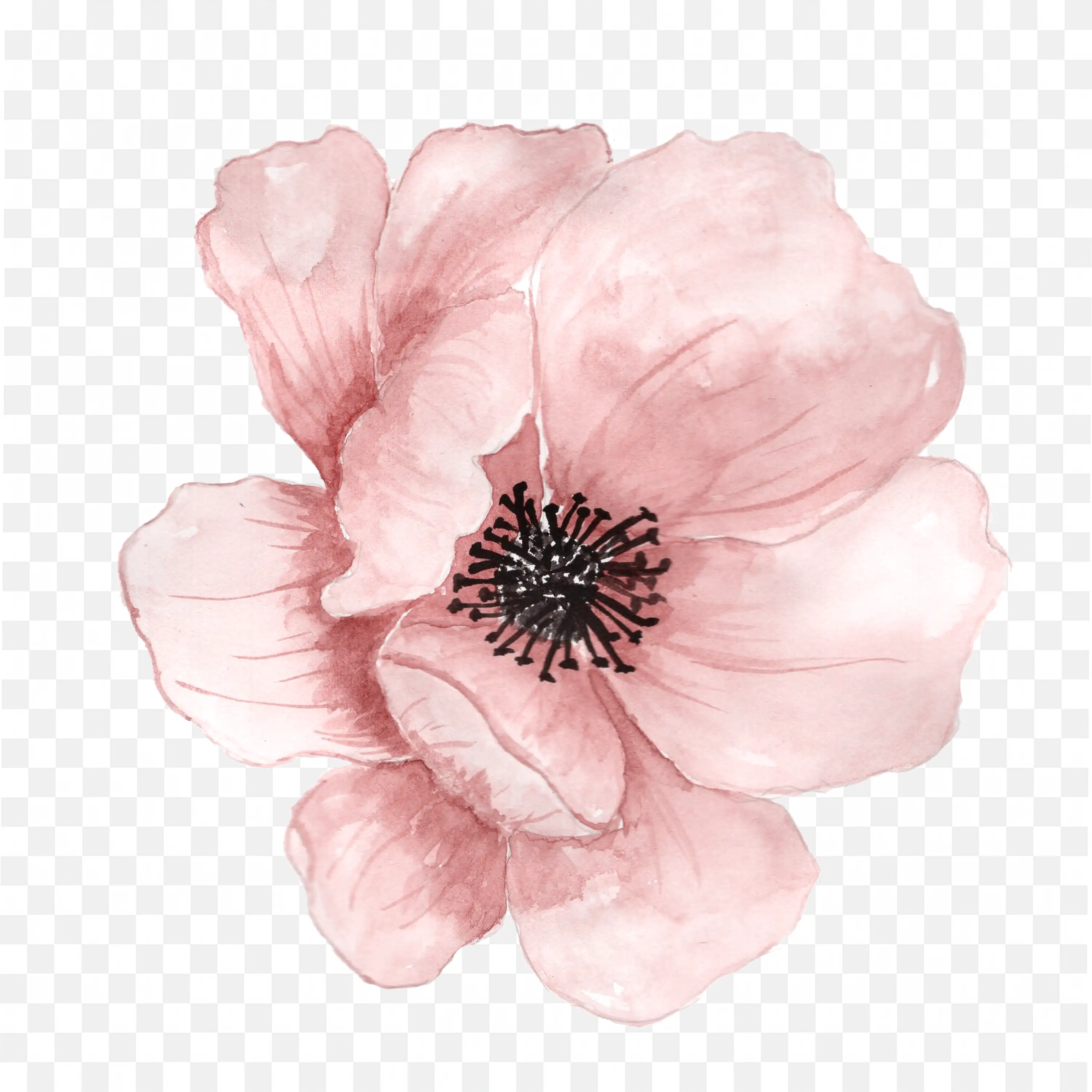 Poppy Flower PNG Pink Single Bloom Detailed Watercolor