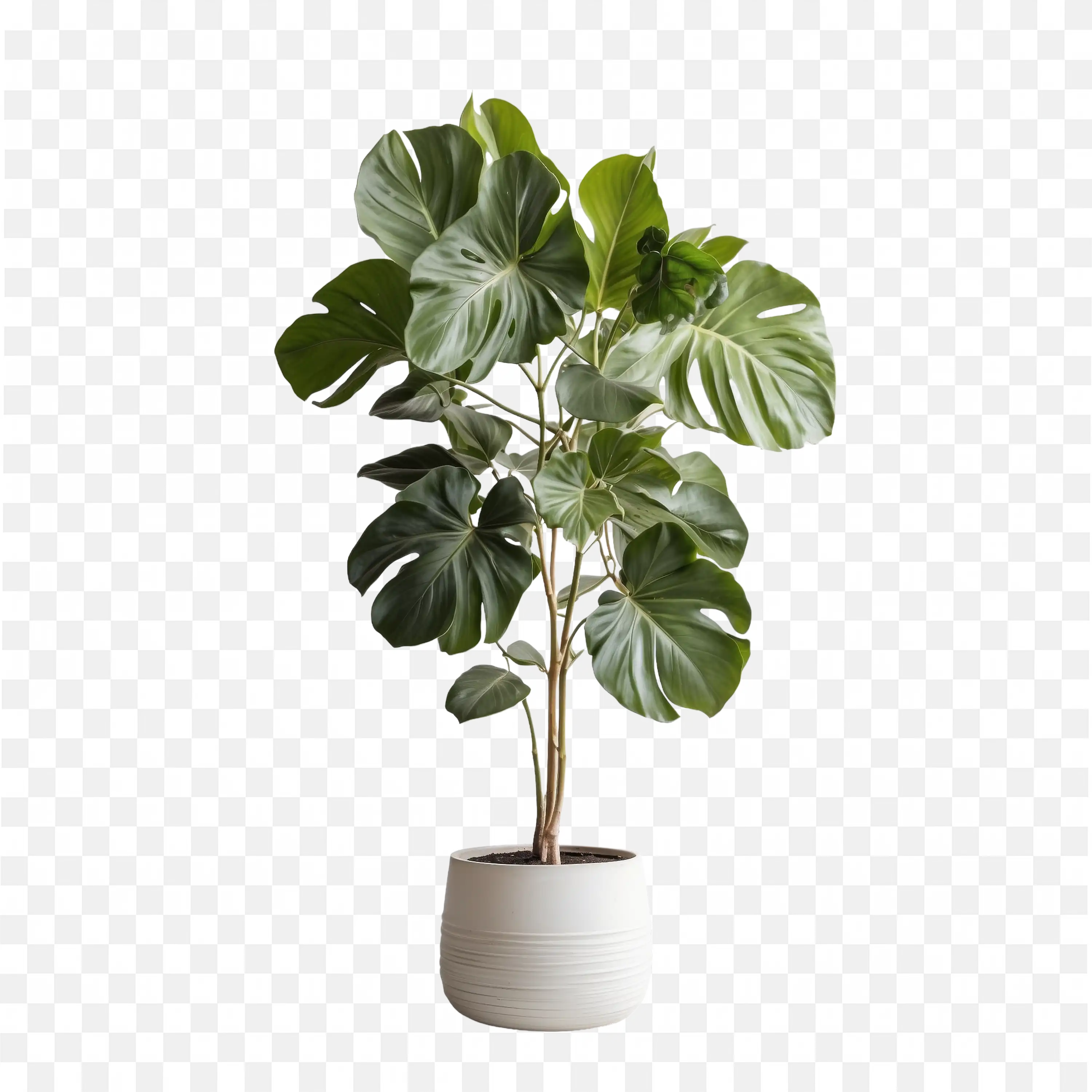 Potted Indoor Plant with Broad Green Leaves PNG Clipart