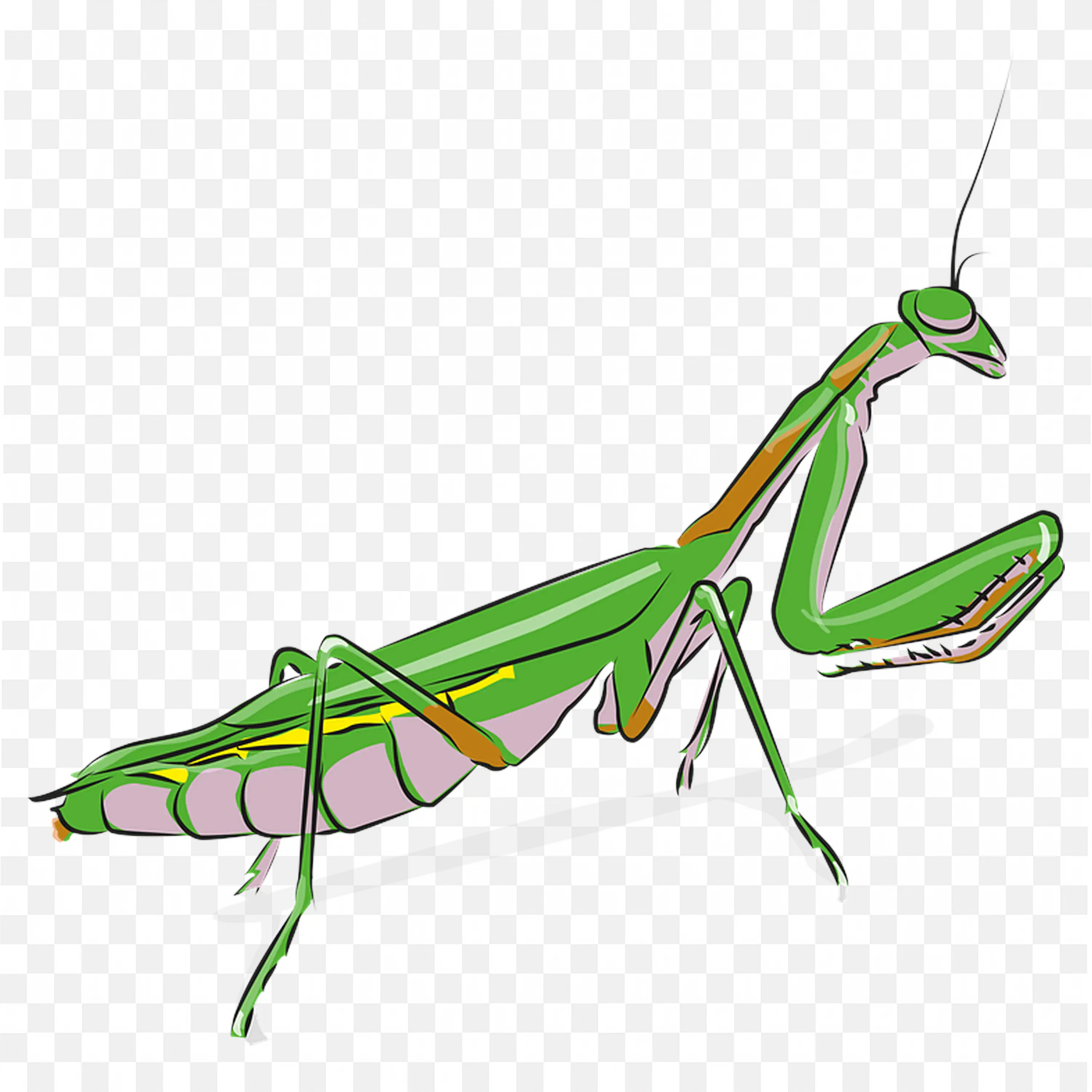 Praying Mantis PNG Vector Illustration Realistic Bug