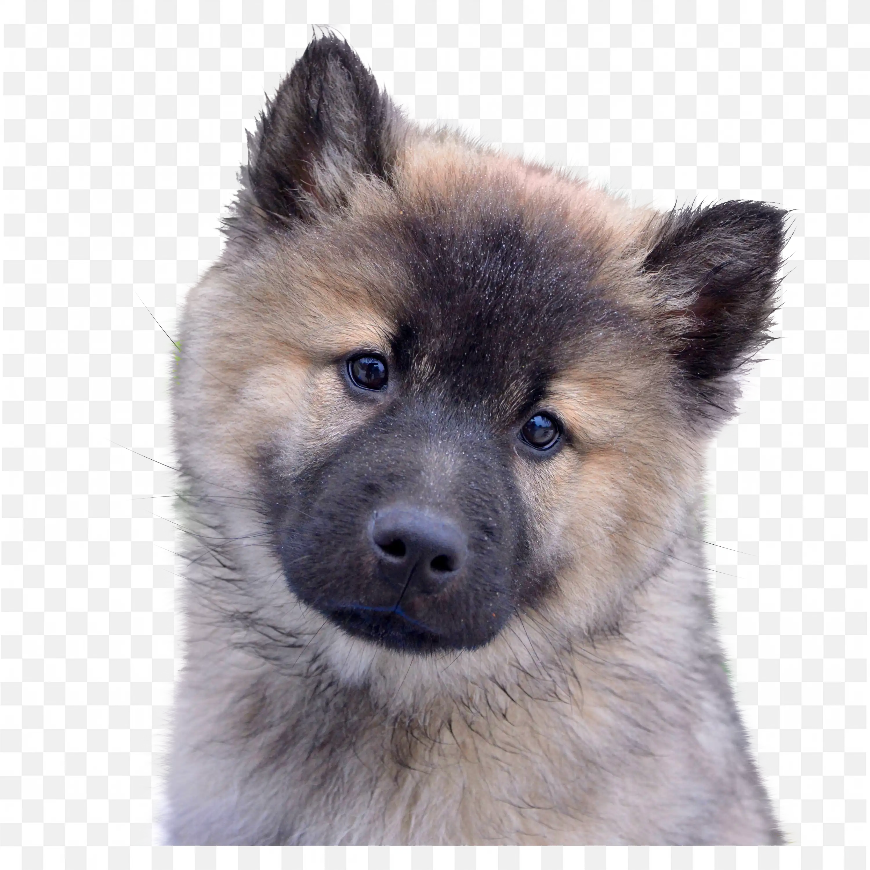 Puppy Face Closeup Fluffy Dog Head Transparent Image