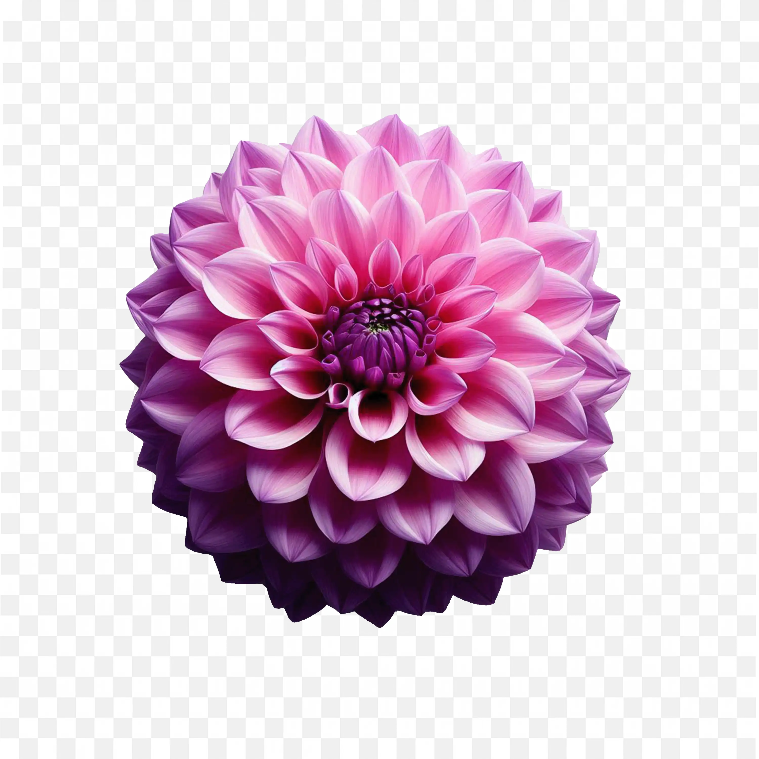 Purple Dahlia Blossom PNG Detailed Botanical Flower Art