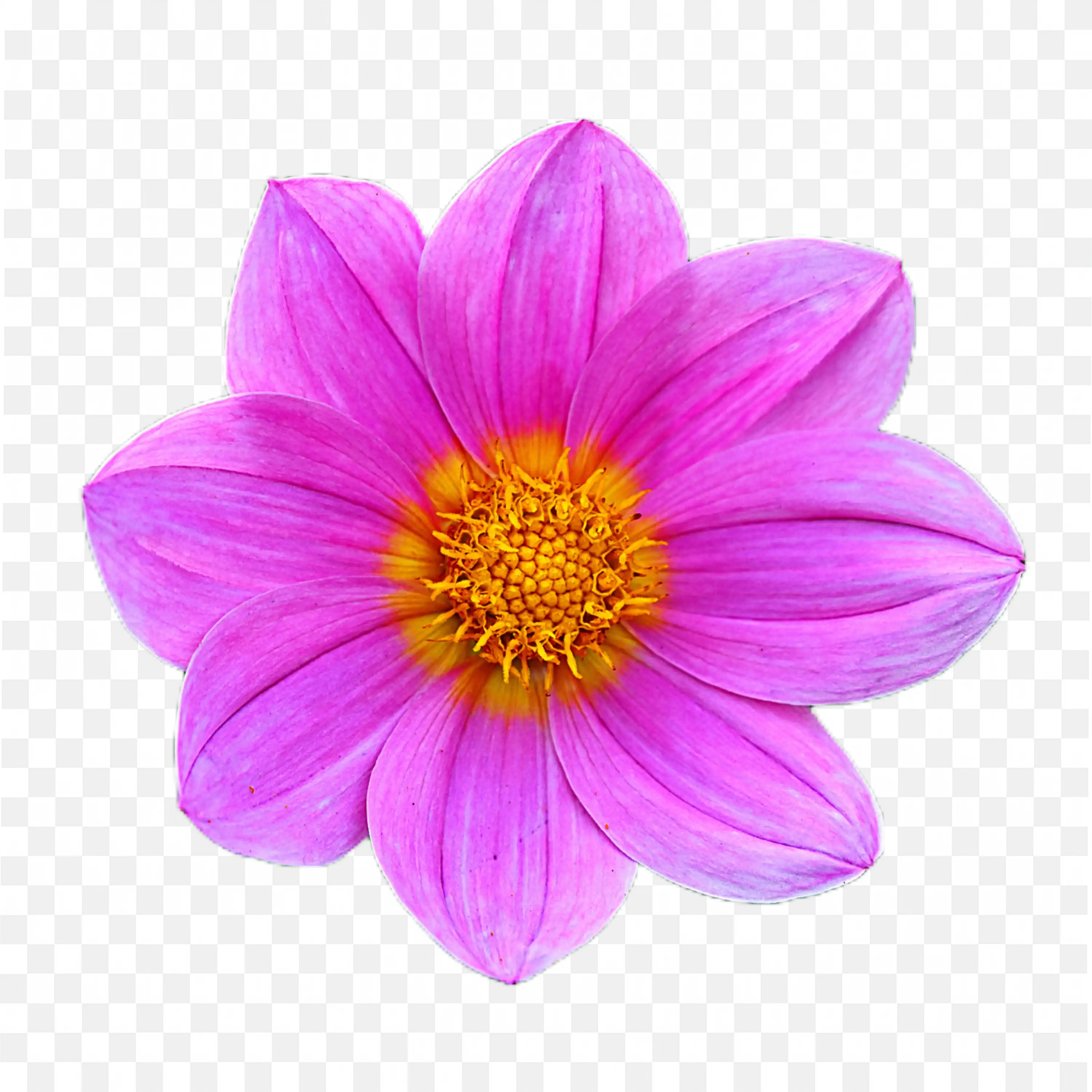 Purple Lotus PNG Flower Nature Art Bloom Clip Scene Design