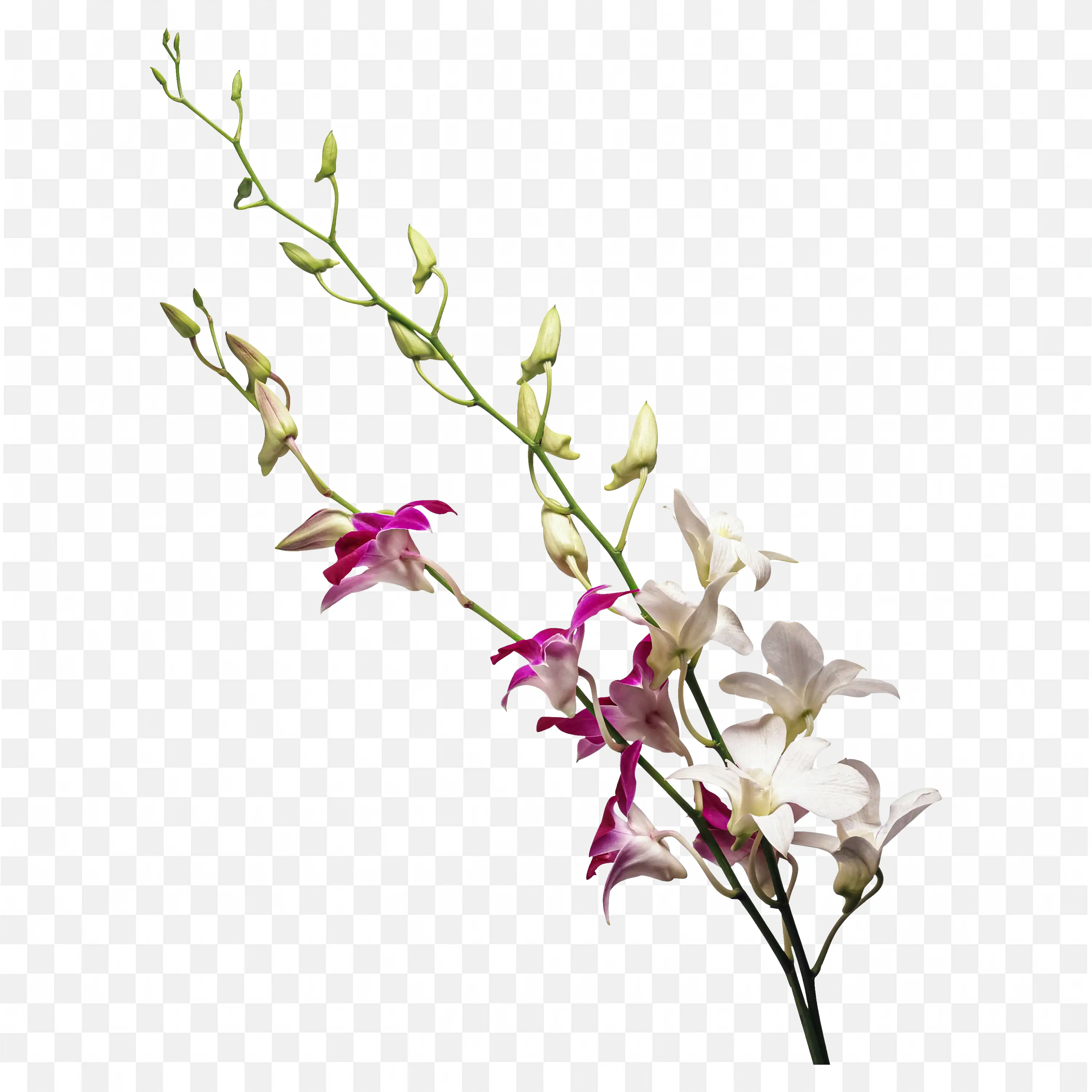 Purple Orchid Branch with Buds PNG Clipart Art Download