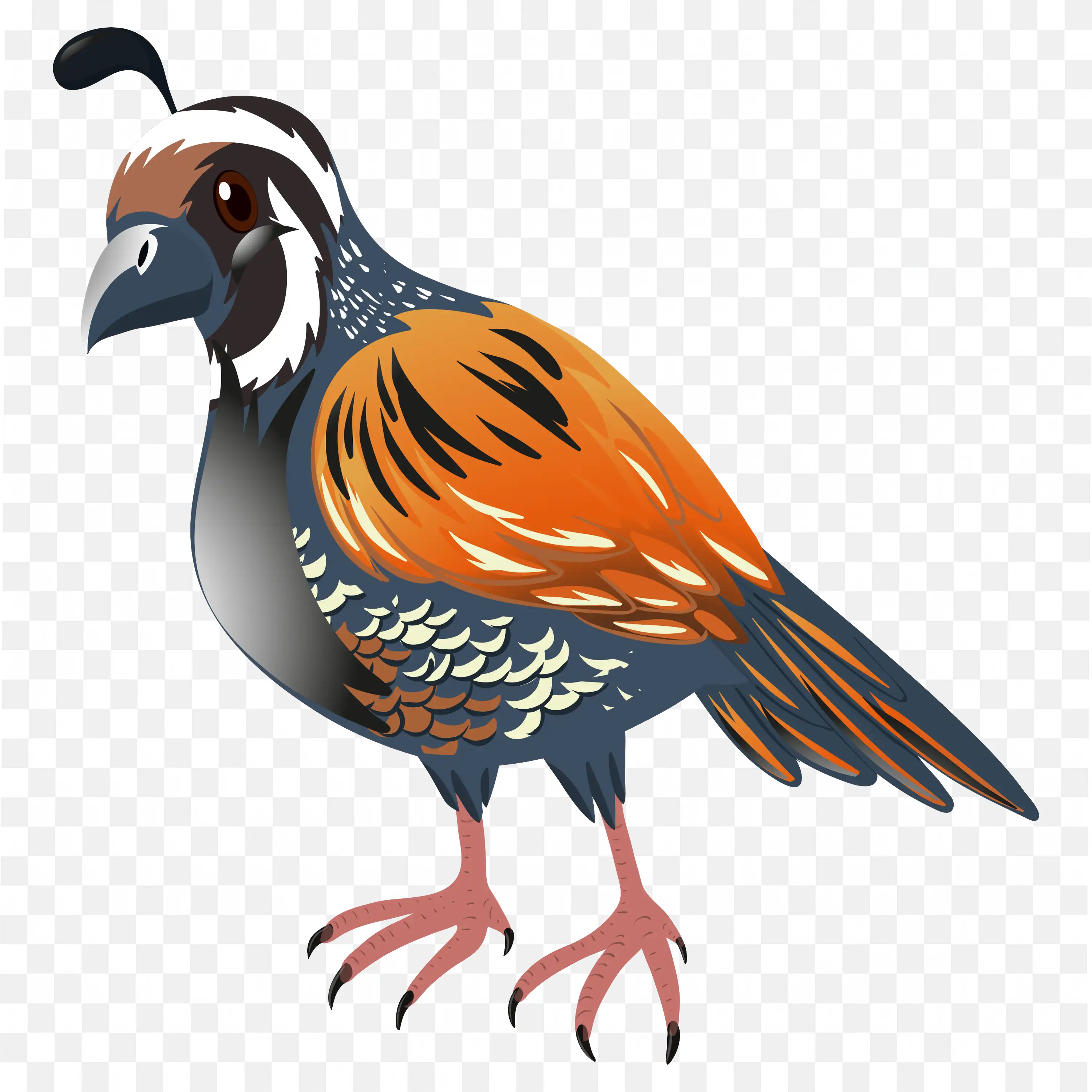 Quail Bird Standing Cartoon Style PNG Clipart Art