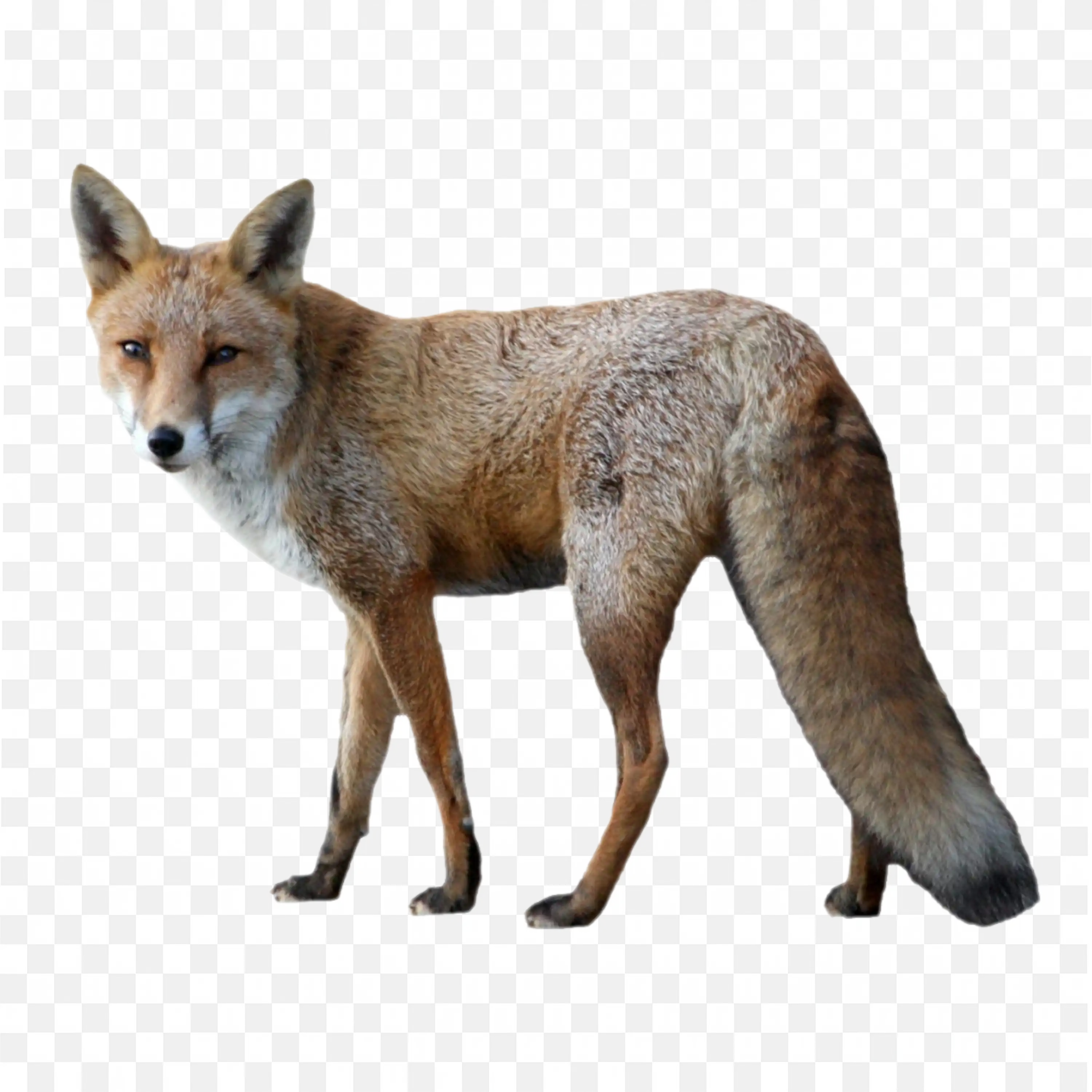 Realistic Arctic Fox Clip Art Looking Back Nature Design PNG