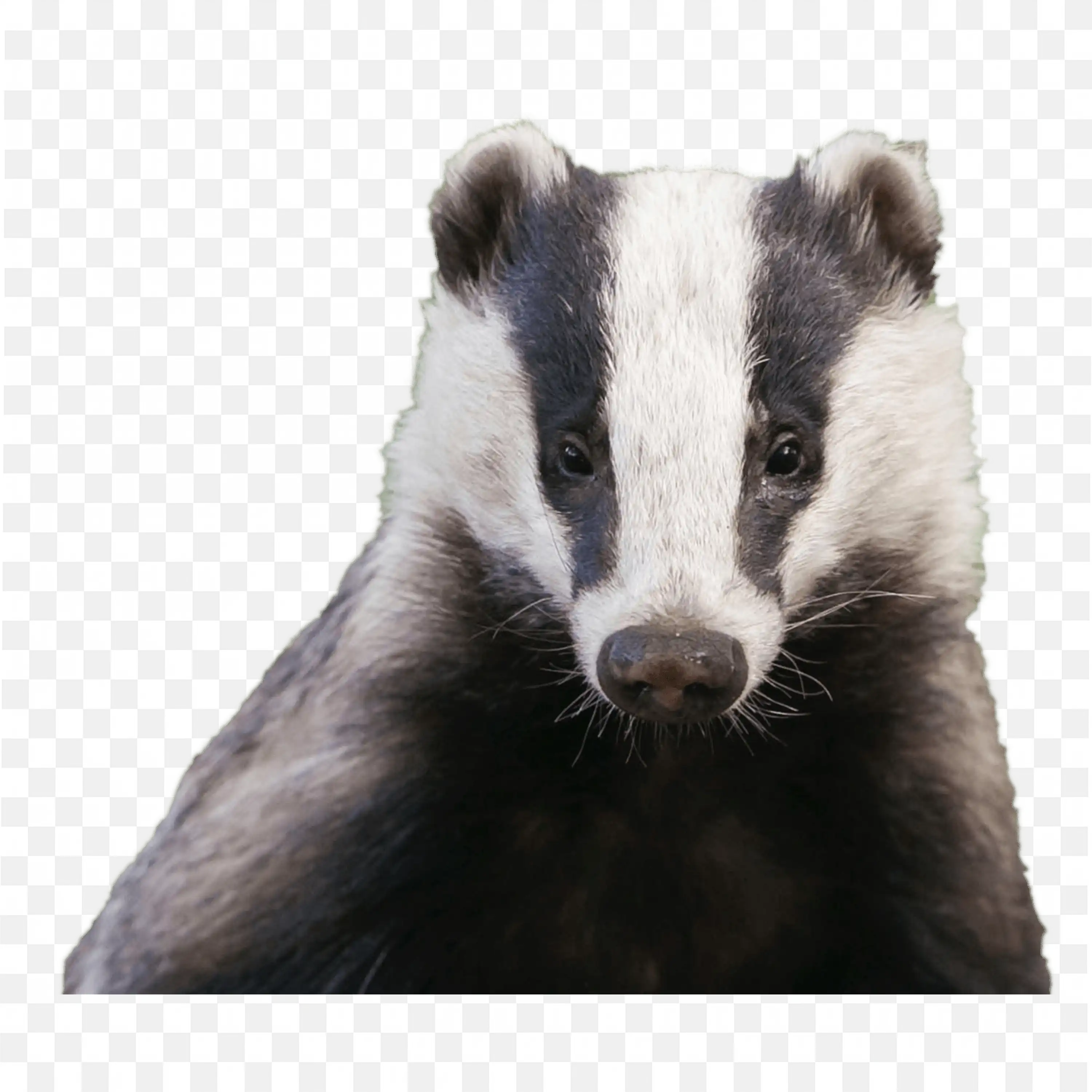 Realistic Badger Face Clip Art Animal Wildlife Nature Art