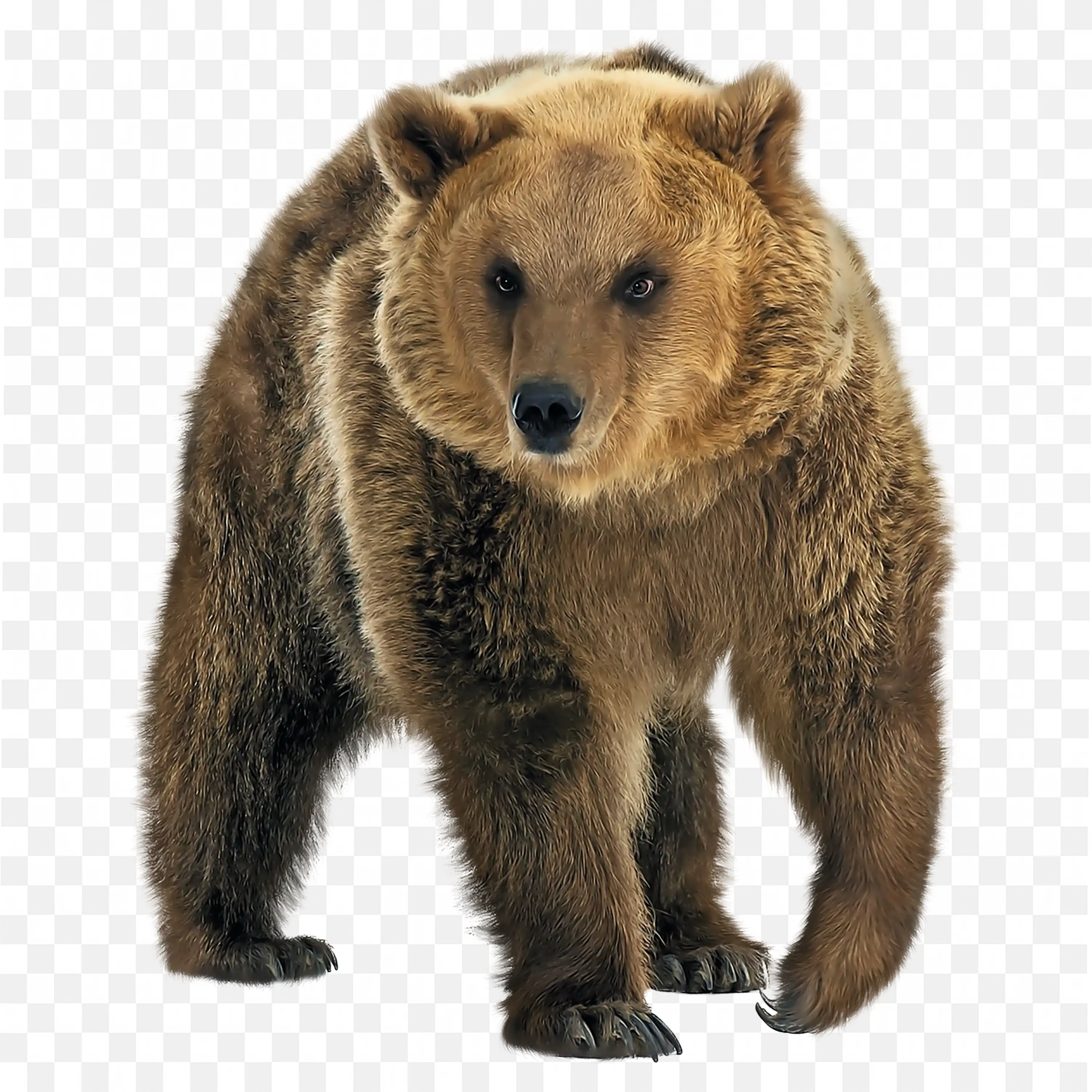 Realistic Brown Bear Face PNG Forest Wildlife Headshot
