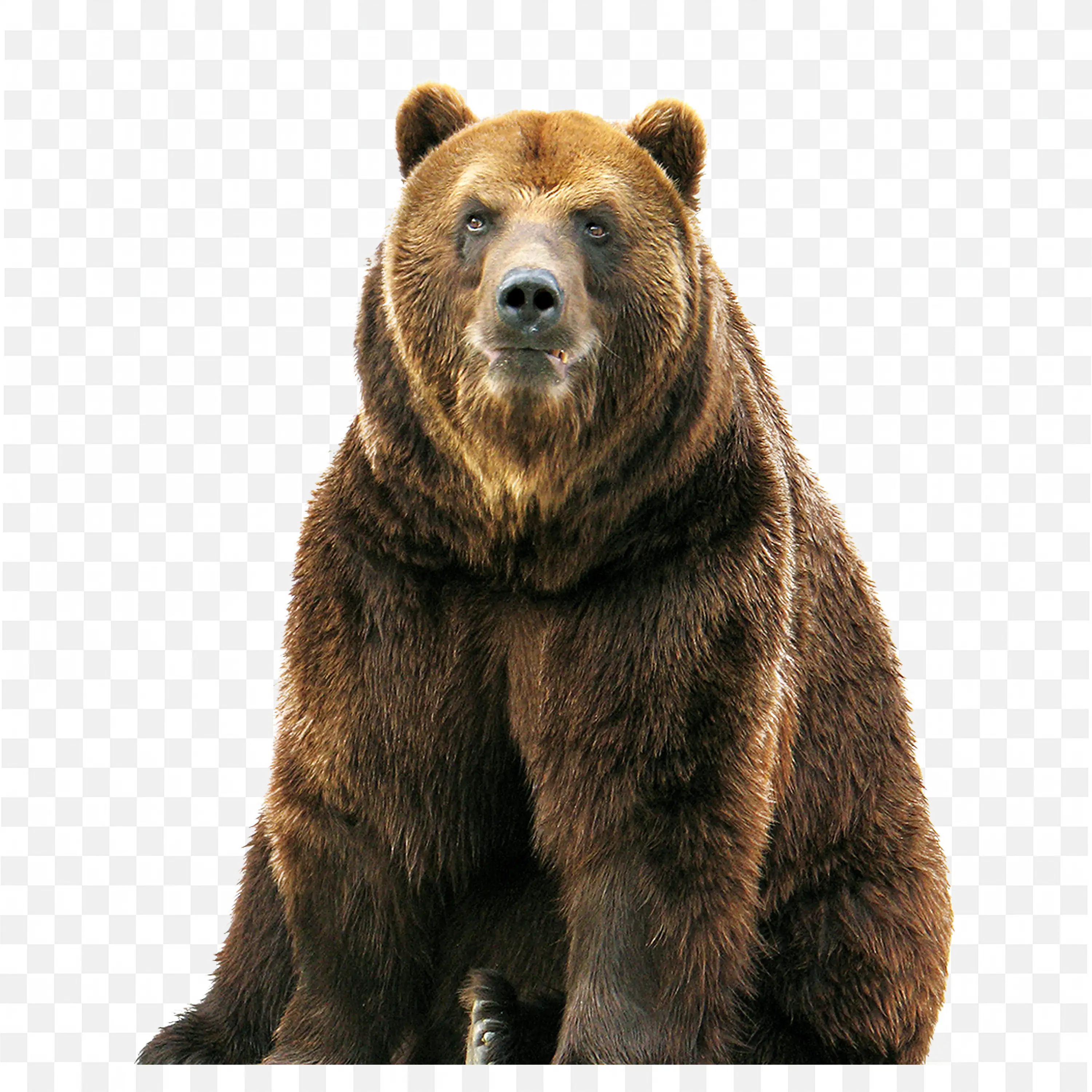 Realistic Brown Bear Sitting PNG Forest Wildlife Graphic