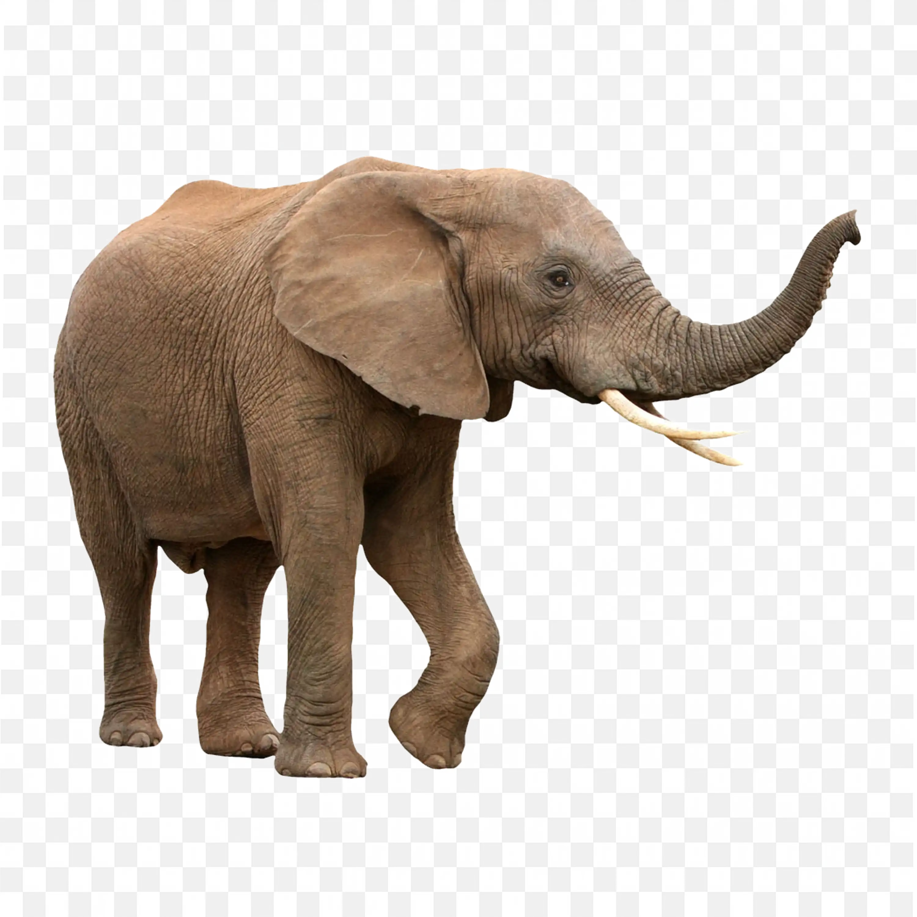 Realistic Elephant PNG Animal Image Free Download for Projects