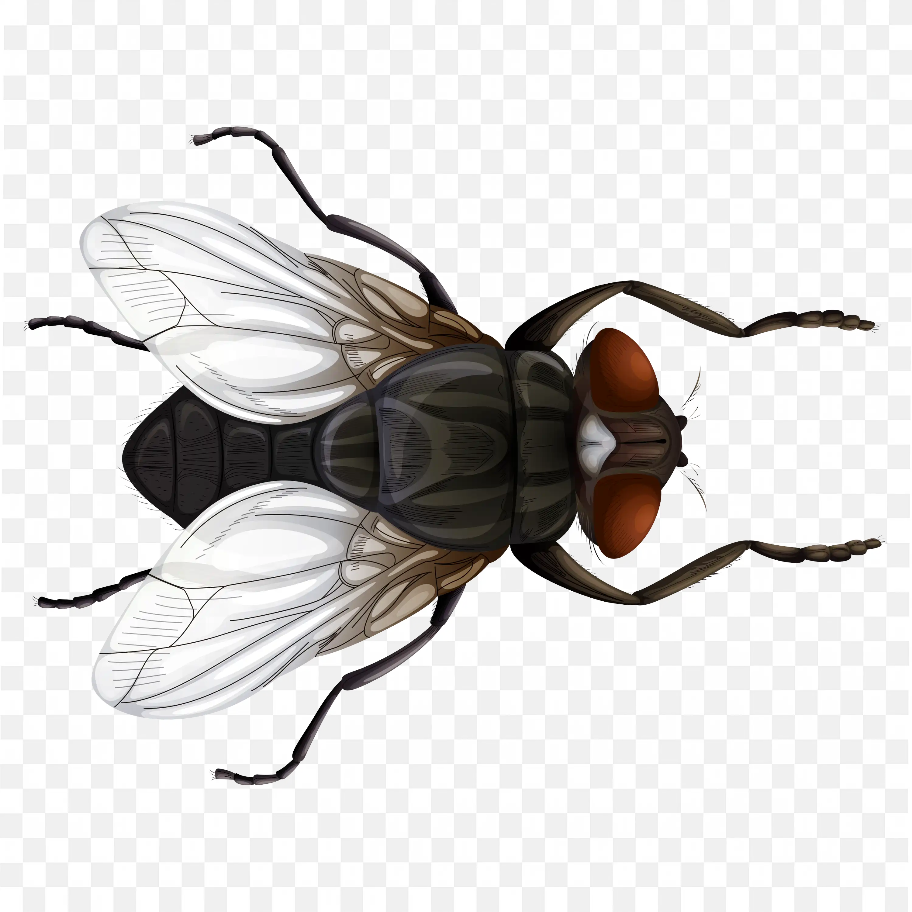 Realistic Fly Insect with Red Eyes and Wings PNG Clipart